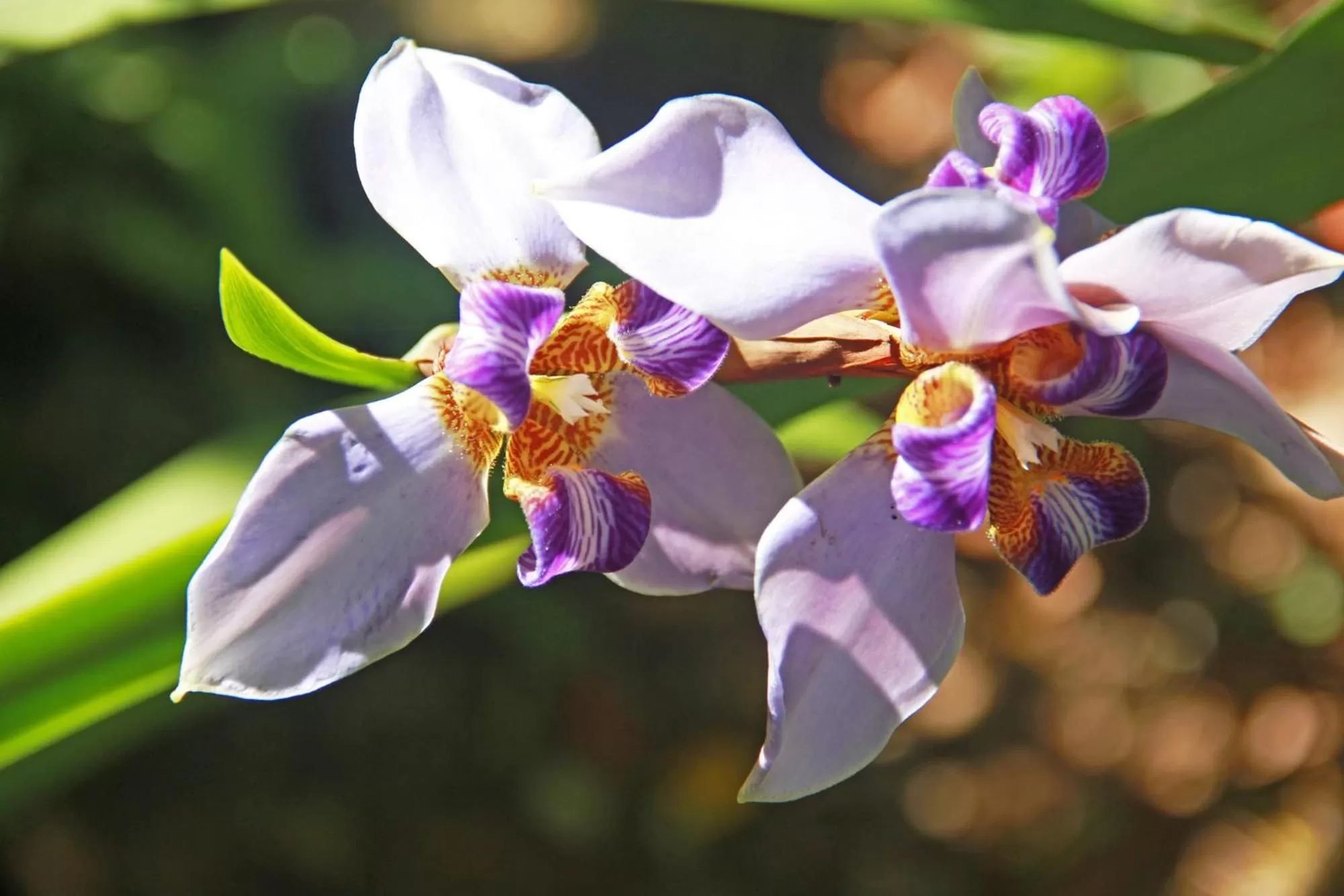 Garden in Sun Creek Lodge