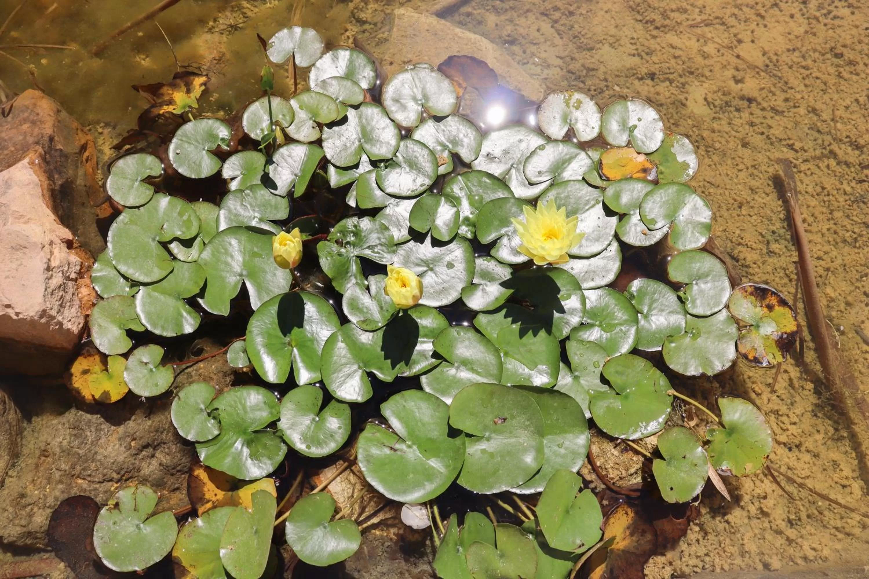 Spring in Quinta Nova Relax & Spa - Vale del Rey