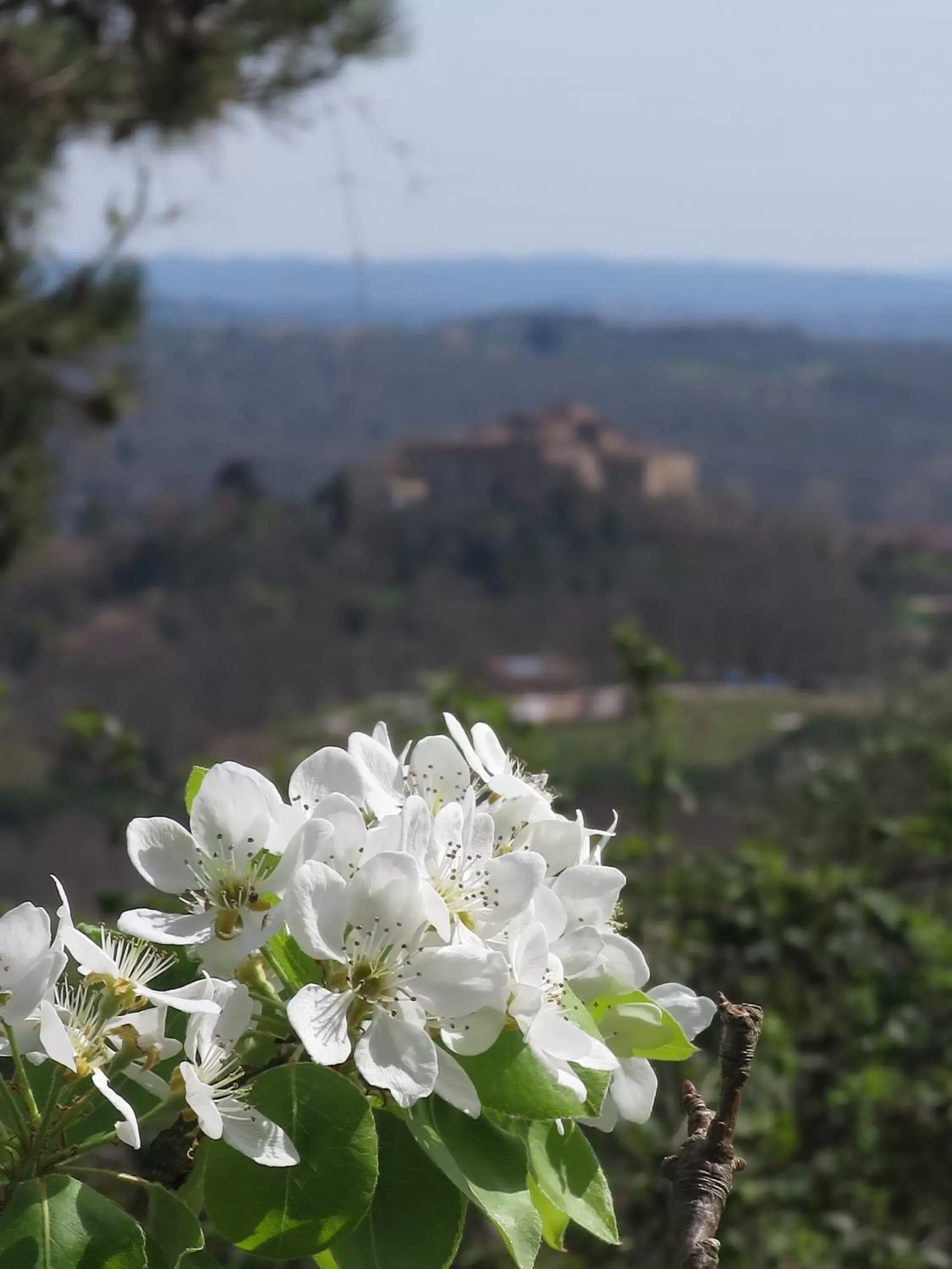 View (from property/room) in Borgo La Torre alle Tolfe