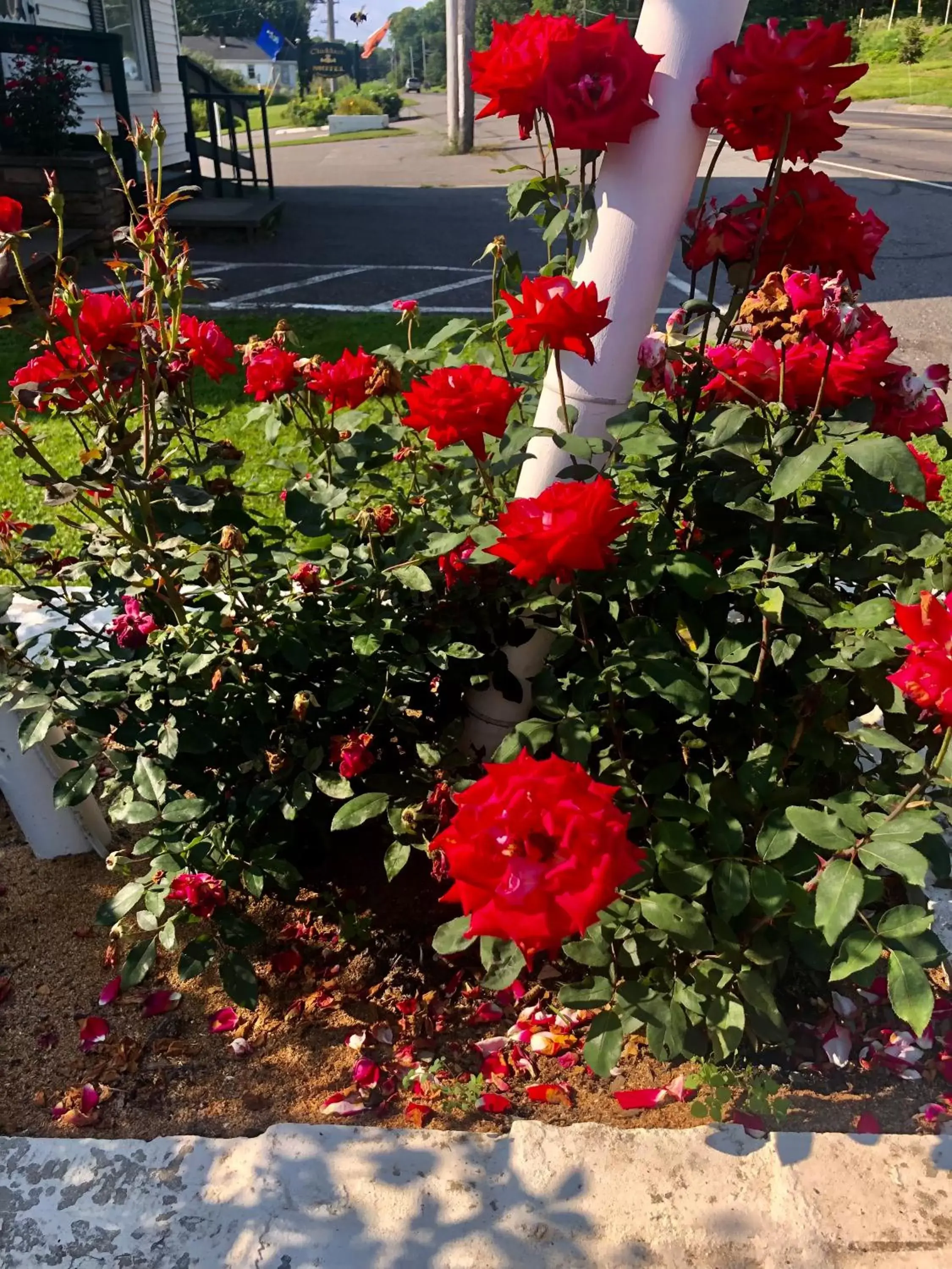 Garden in Claddagh Motel & Suites