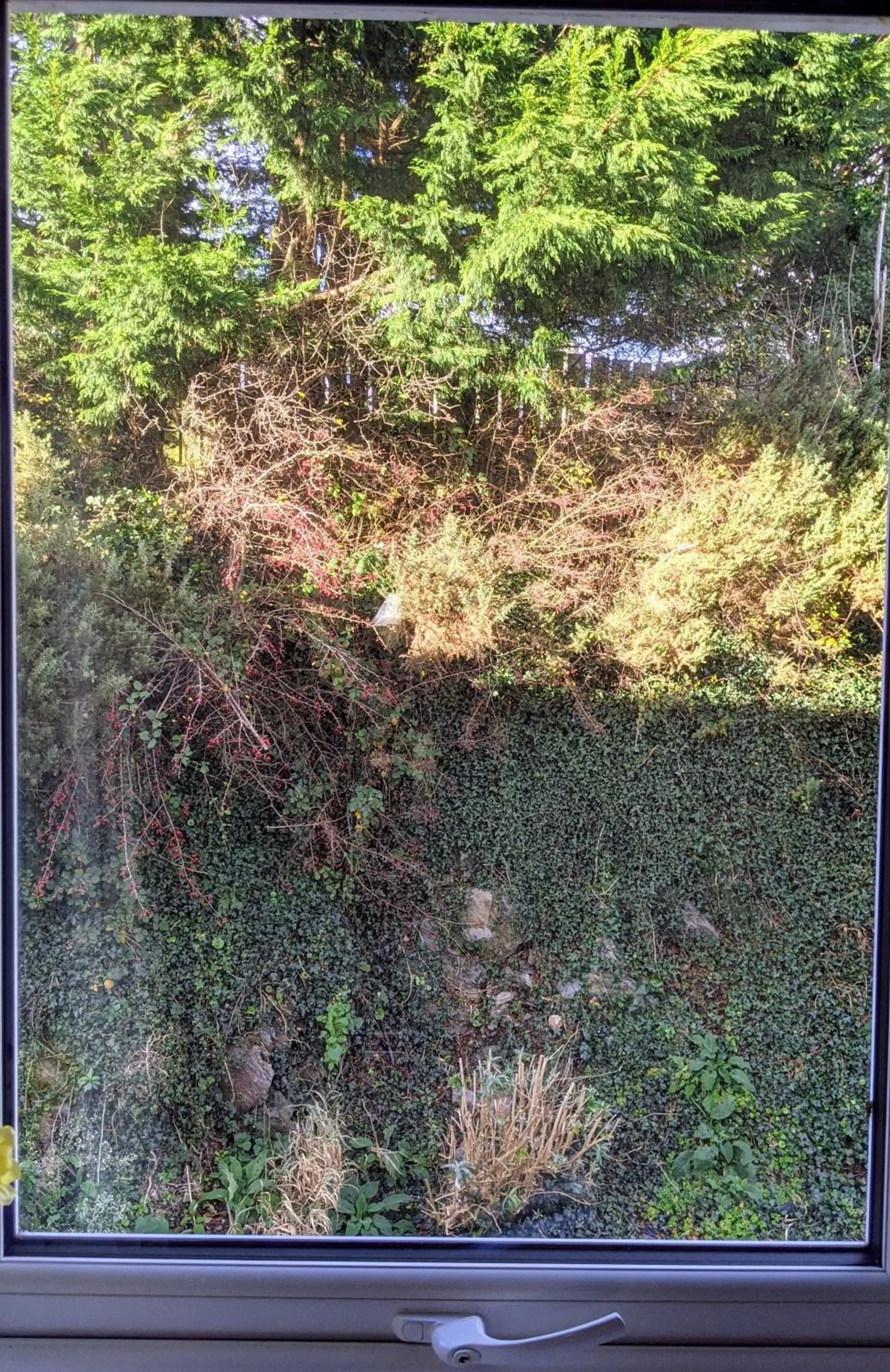 Natural landscape in Ivybridge Guesthouse