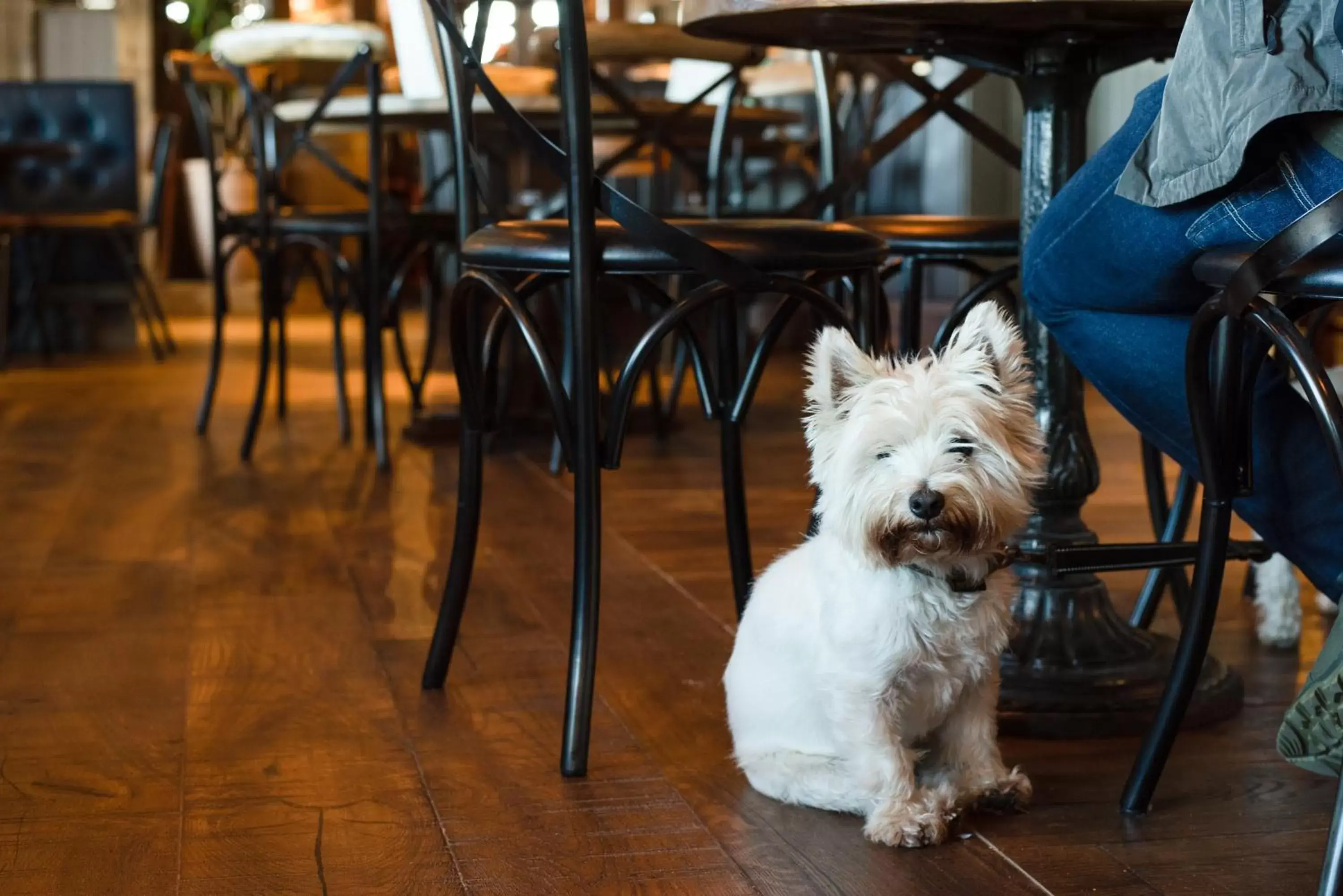 Lounge or bar, Pets in The Black Swan - The Inn Collection Group