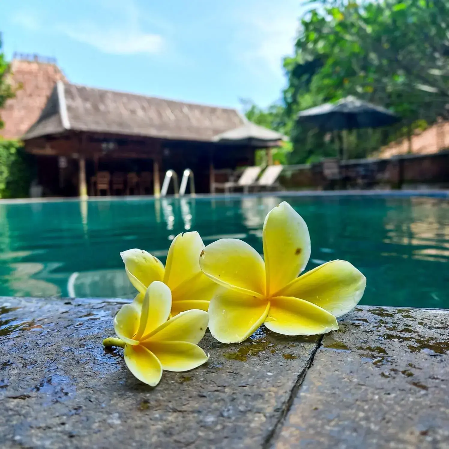 Pool view, Swimming Pool in Hills Joglo Villa