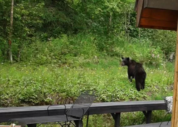 Other Animals in Alaska Chalet Bed & Breakfast