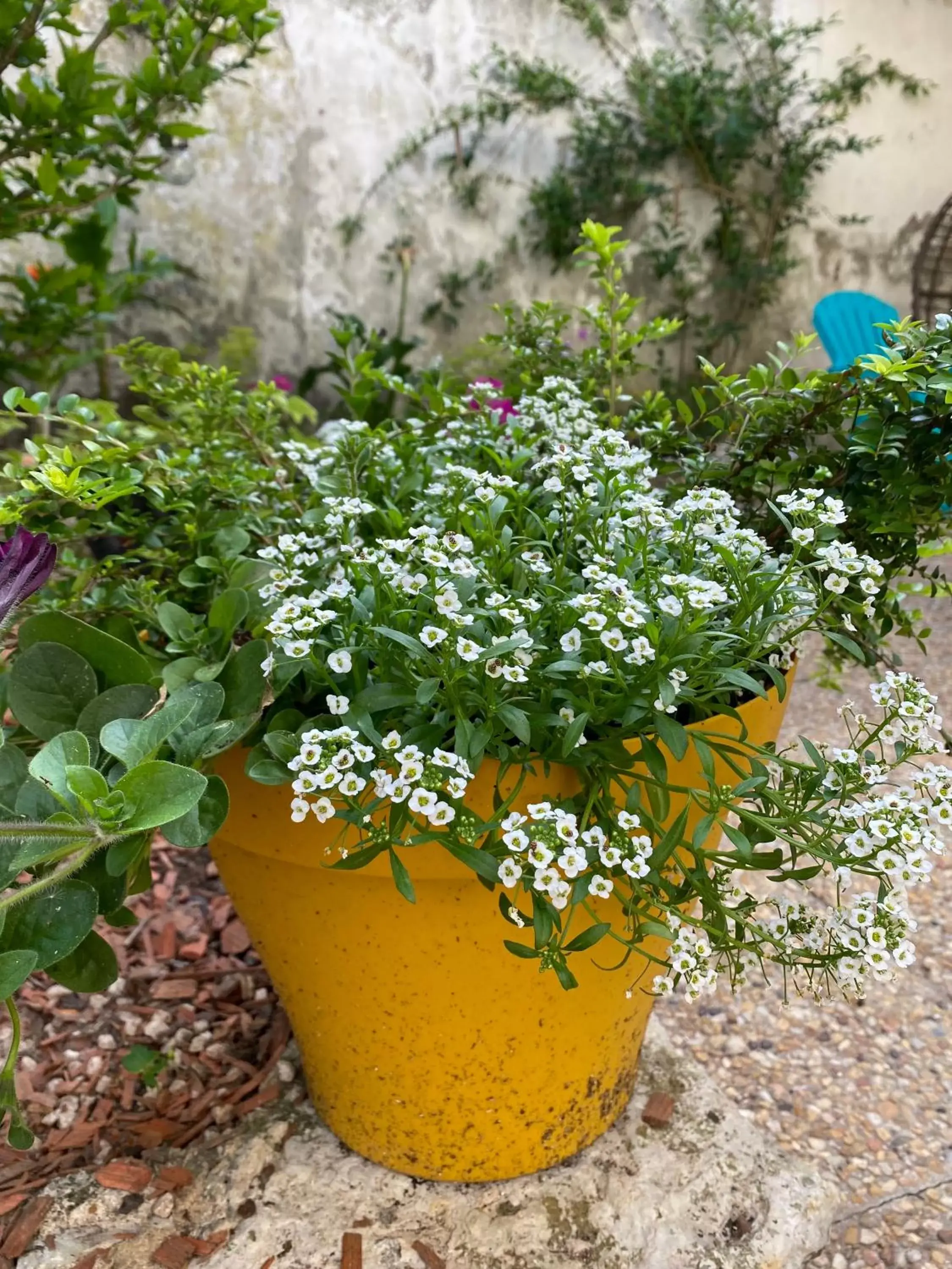 Garden in Serendipity Eymet B&B