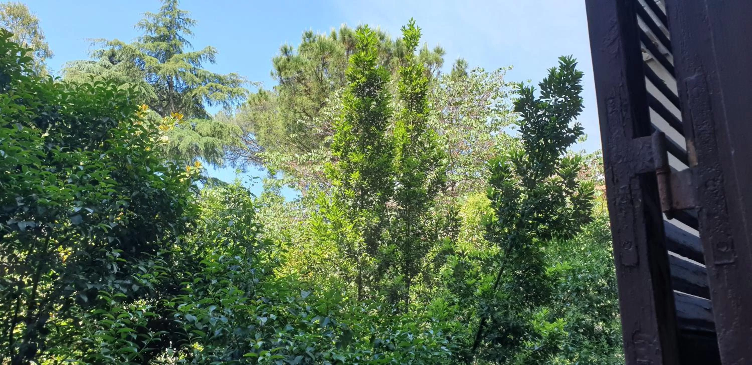 Garden view in La Breccia A Porta Pia