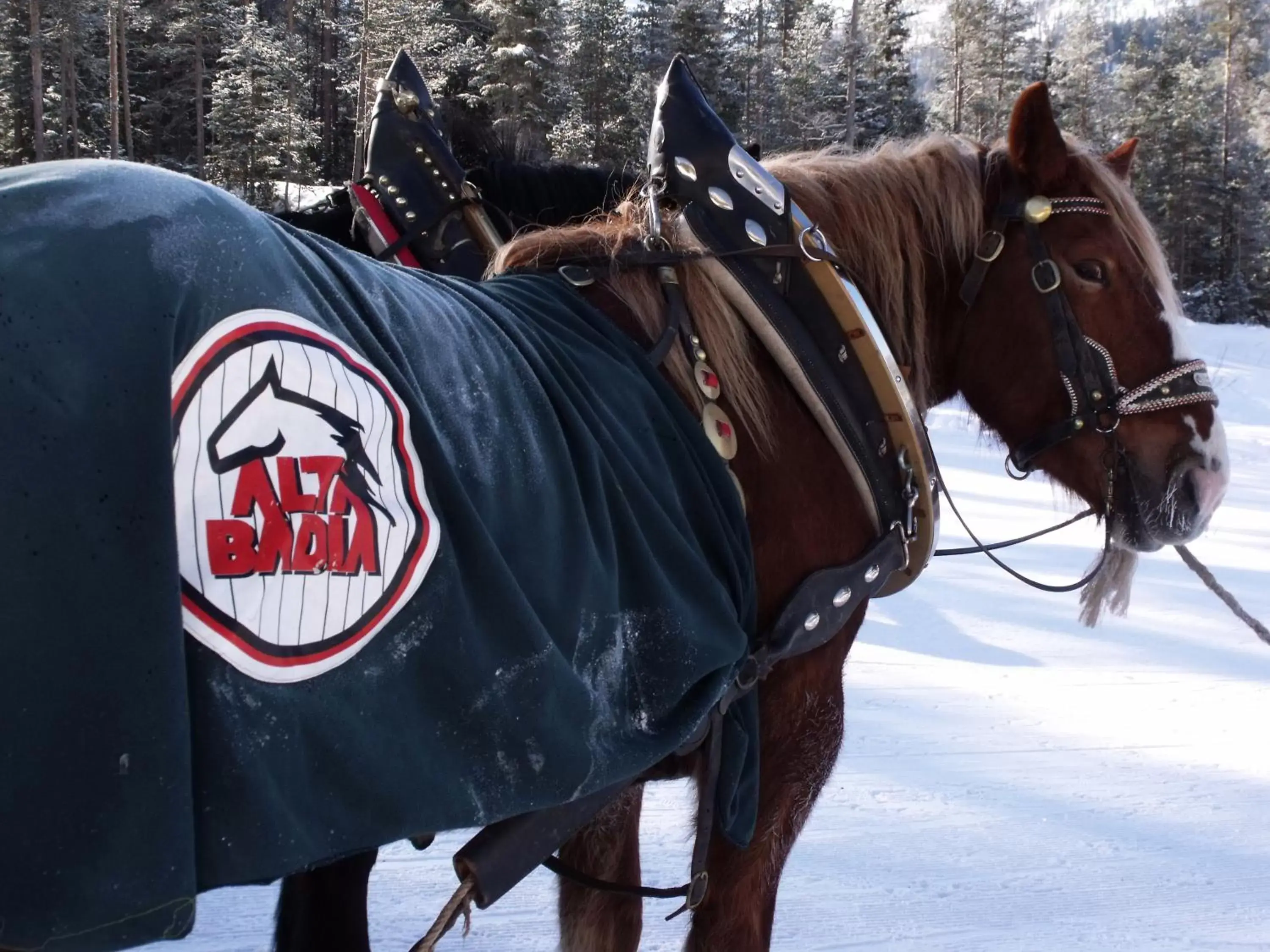 Horse-riding, Other Animals in Hotel Miramonti Corvara