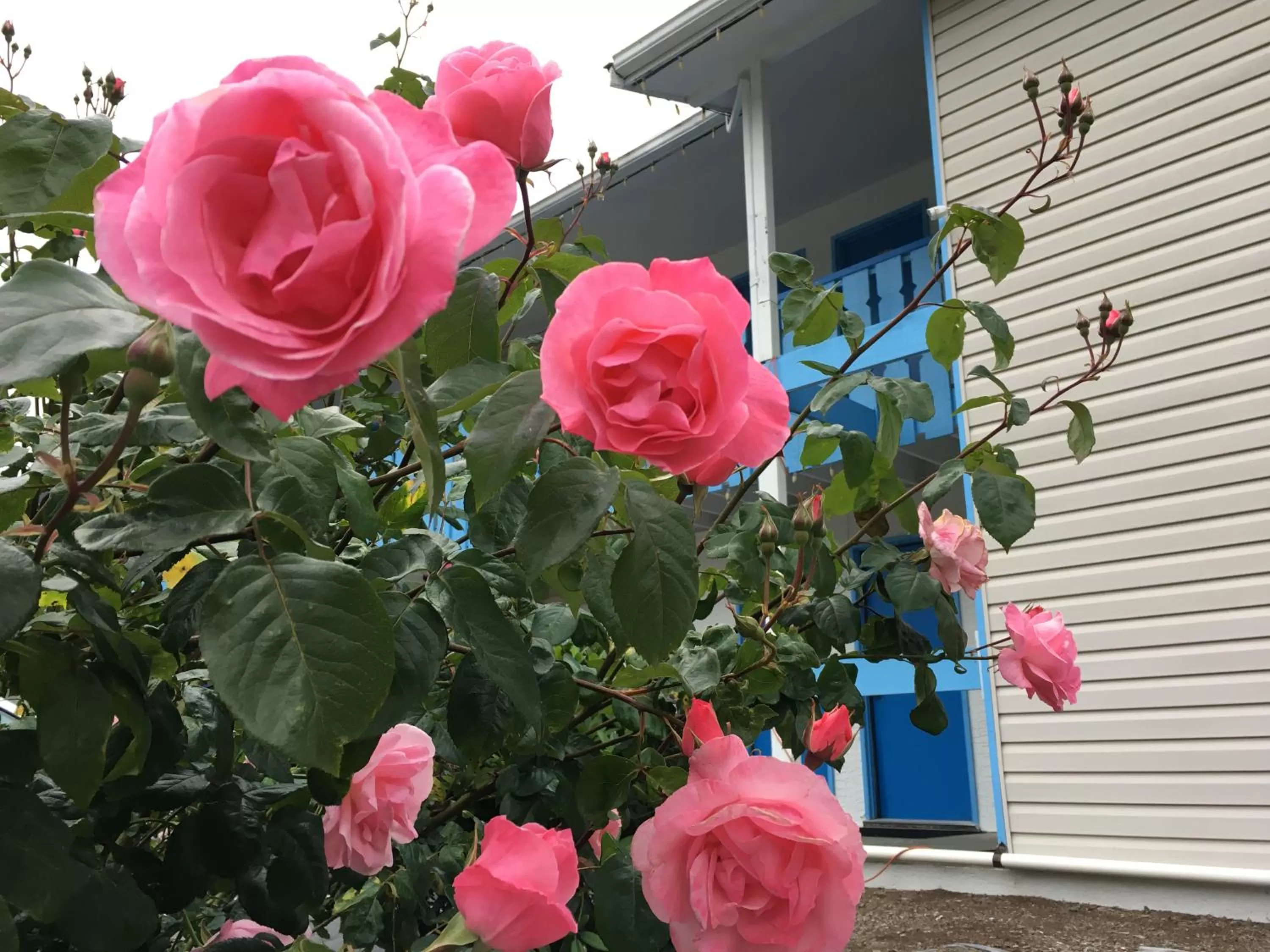 Garden in Fuller Lake Chemainus Motel