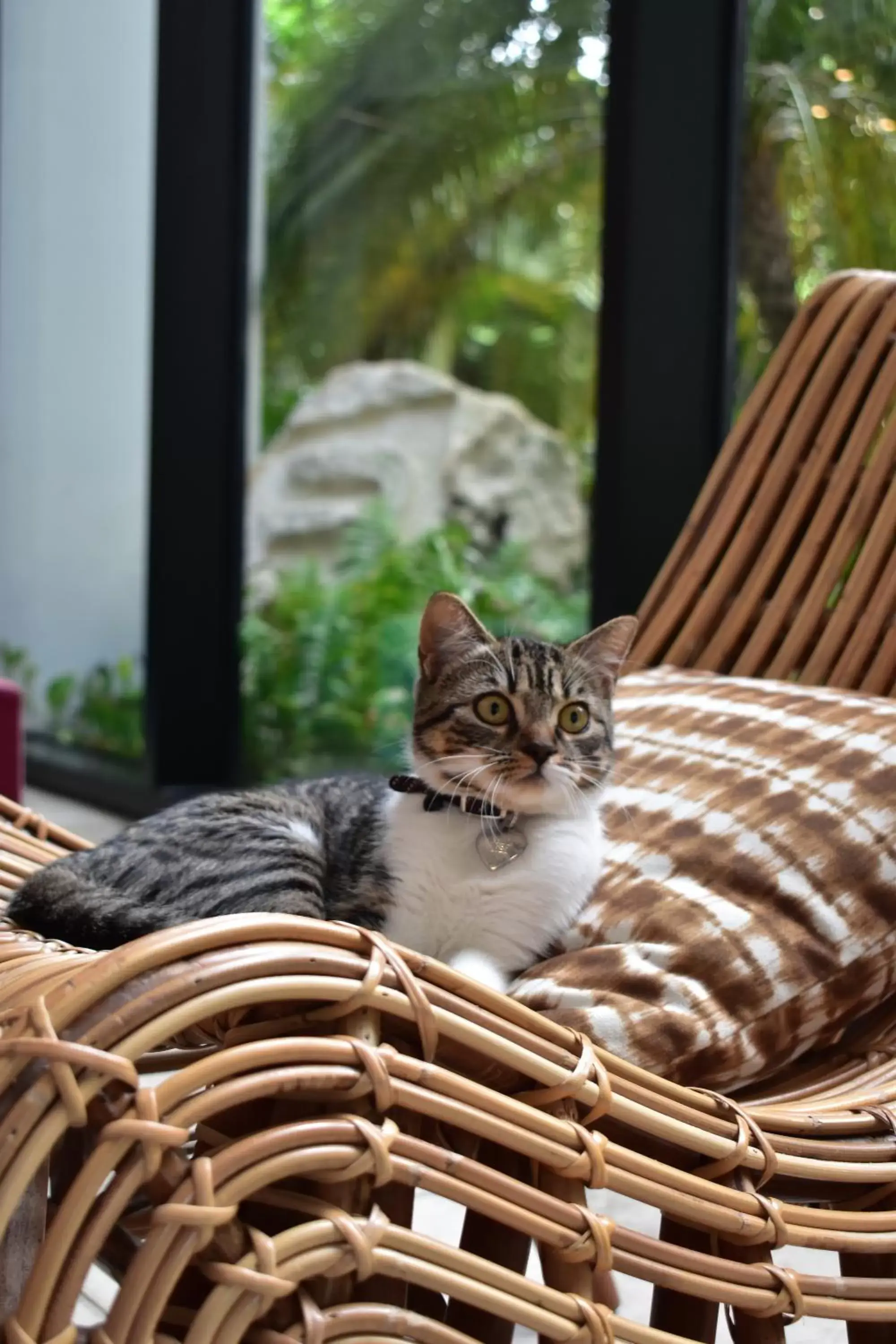 Pets in Aloft Tulum