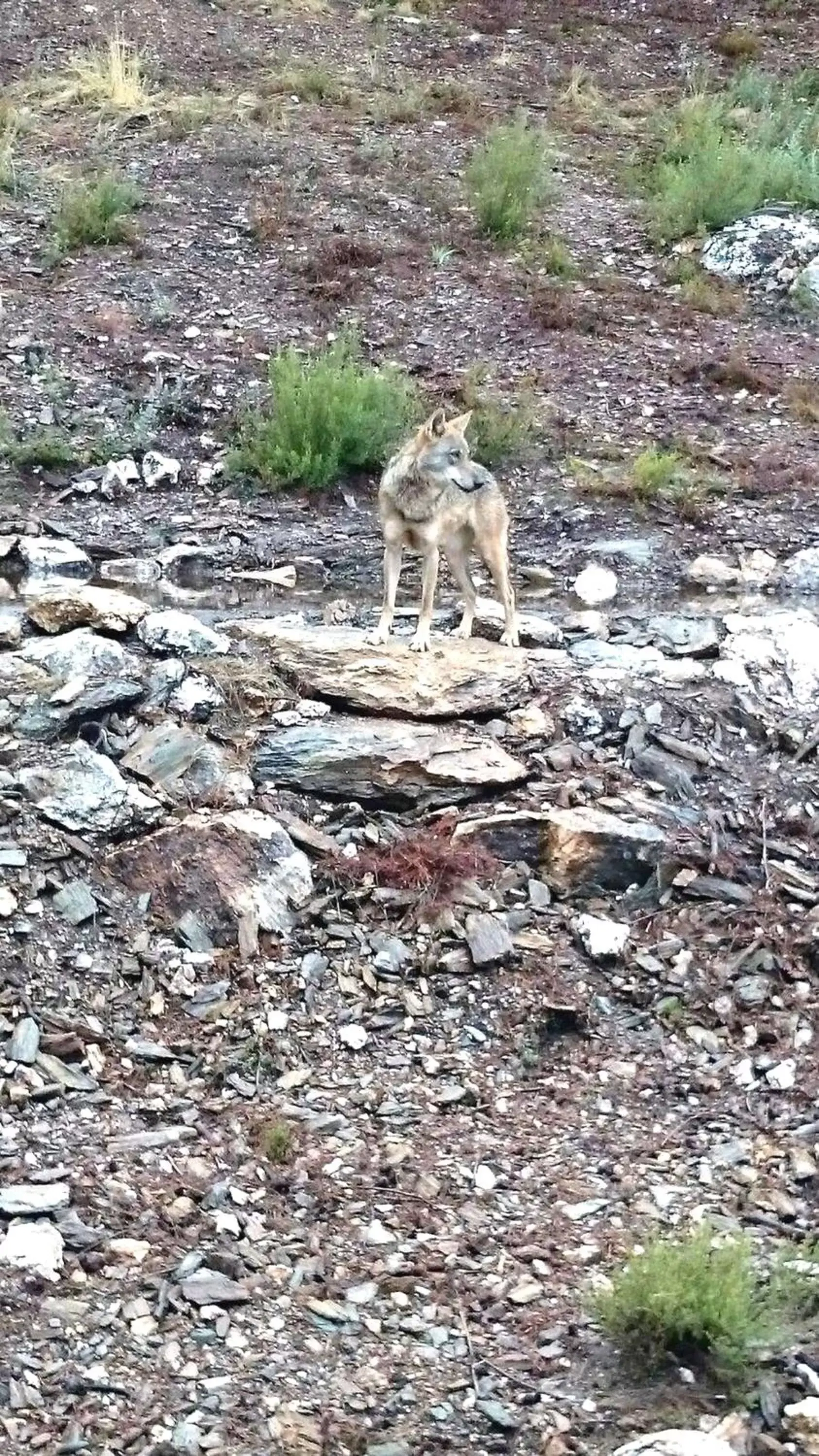 Hiking, Other Animals in Tierra De Lobos