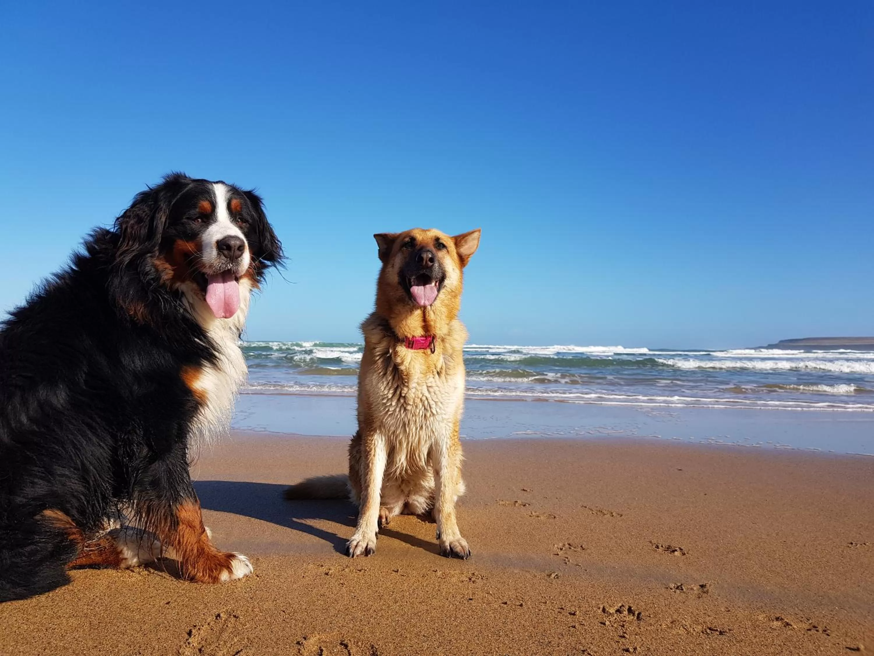 Pets in Sunrise view