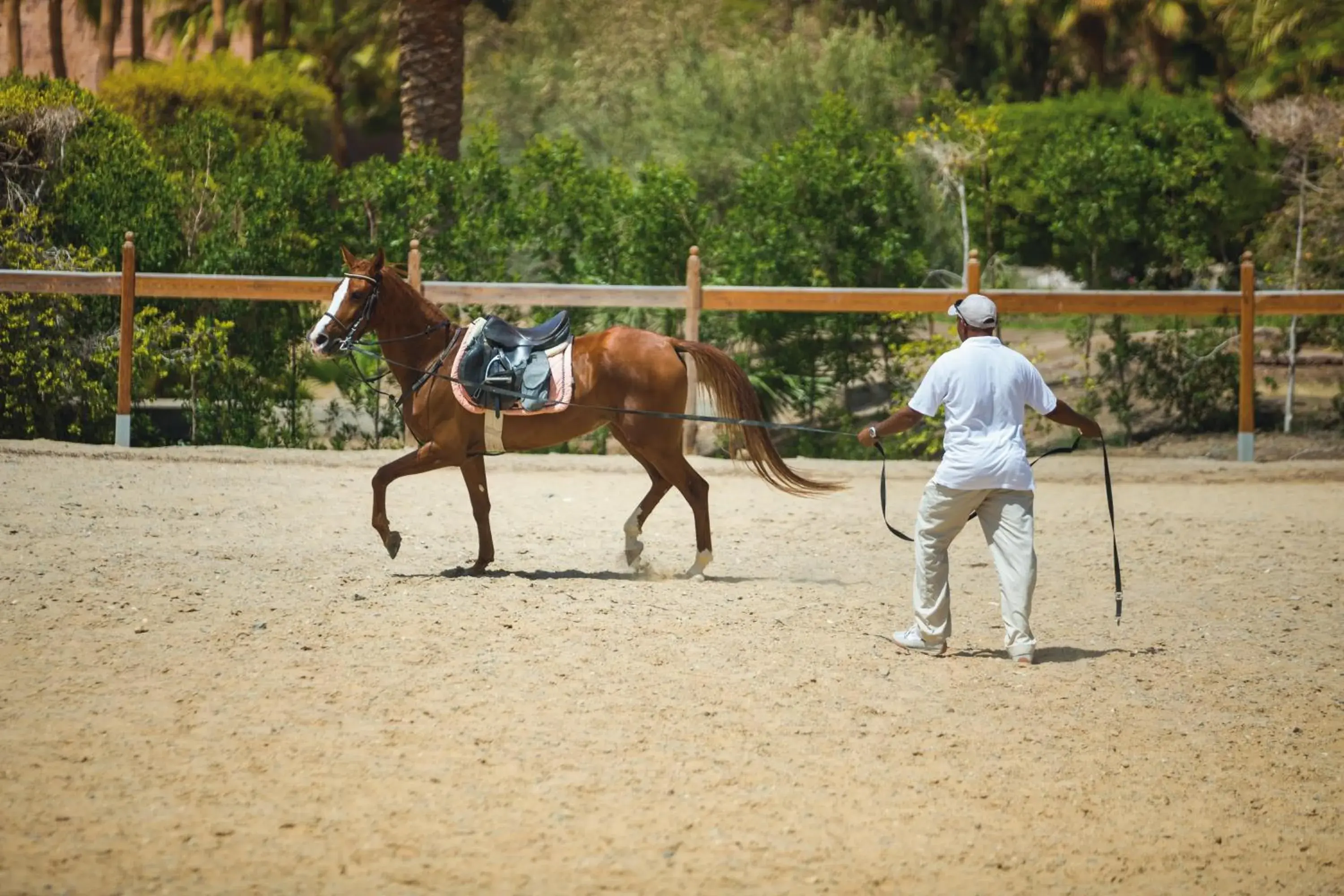 Horse-riding, Horseback Riding in Movenpick Resort El Quseir