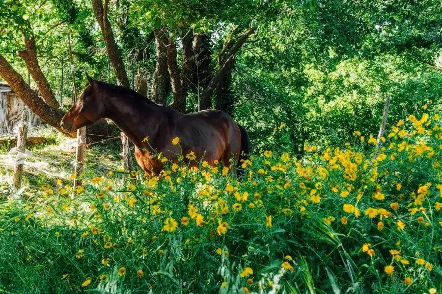 Spring, Other Animals in Bed and Breakfast Il Glicine