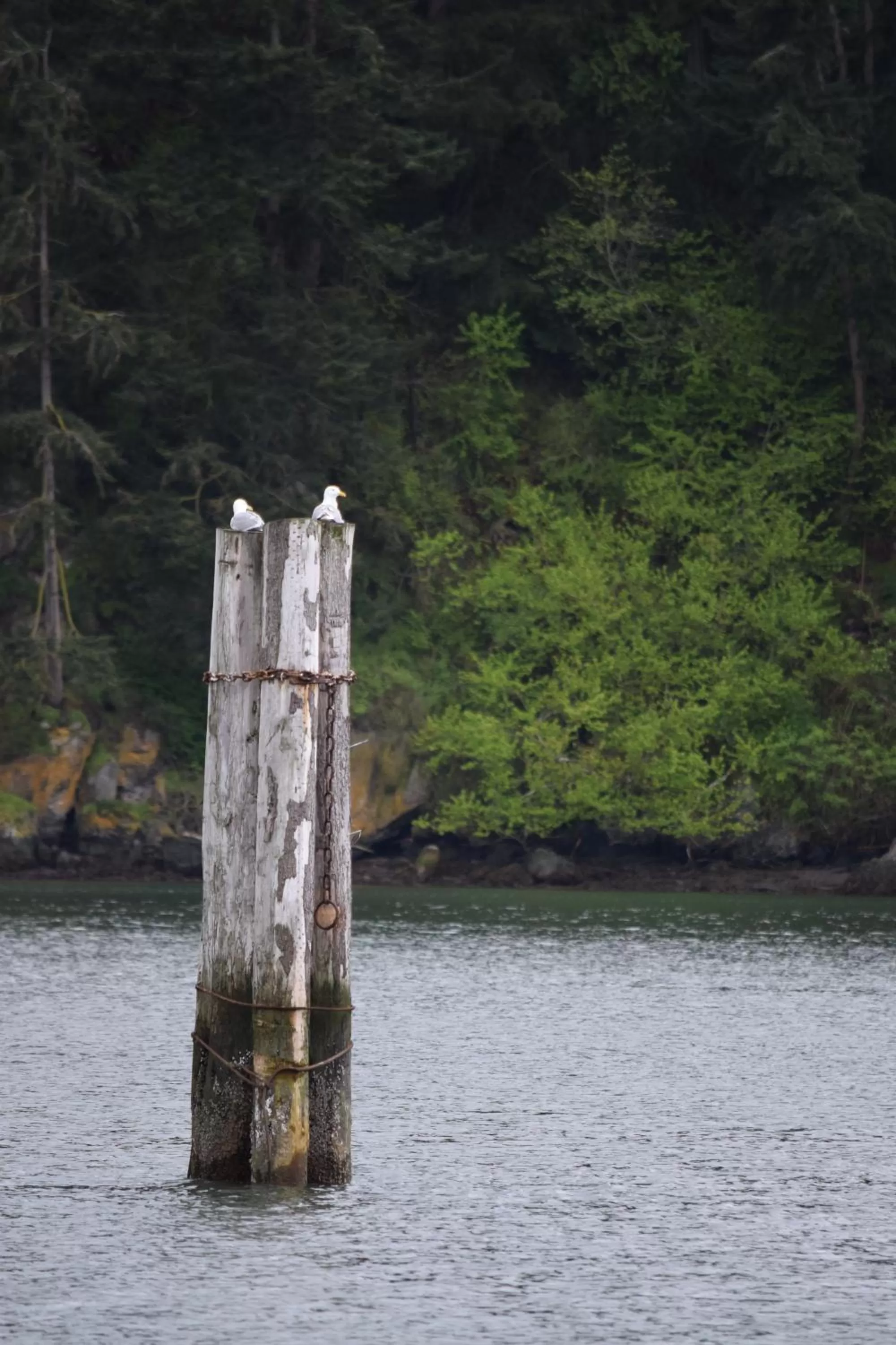 Sea view in La Conner Channel Lodge