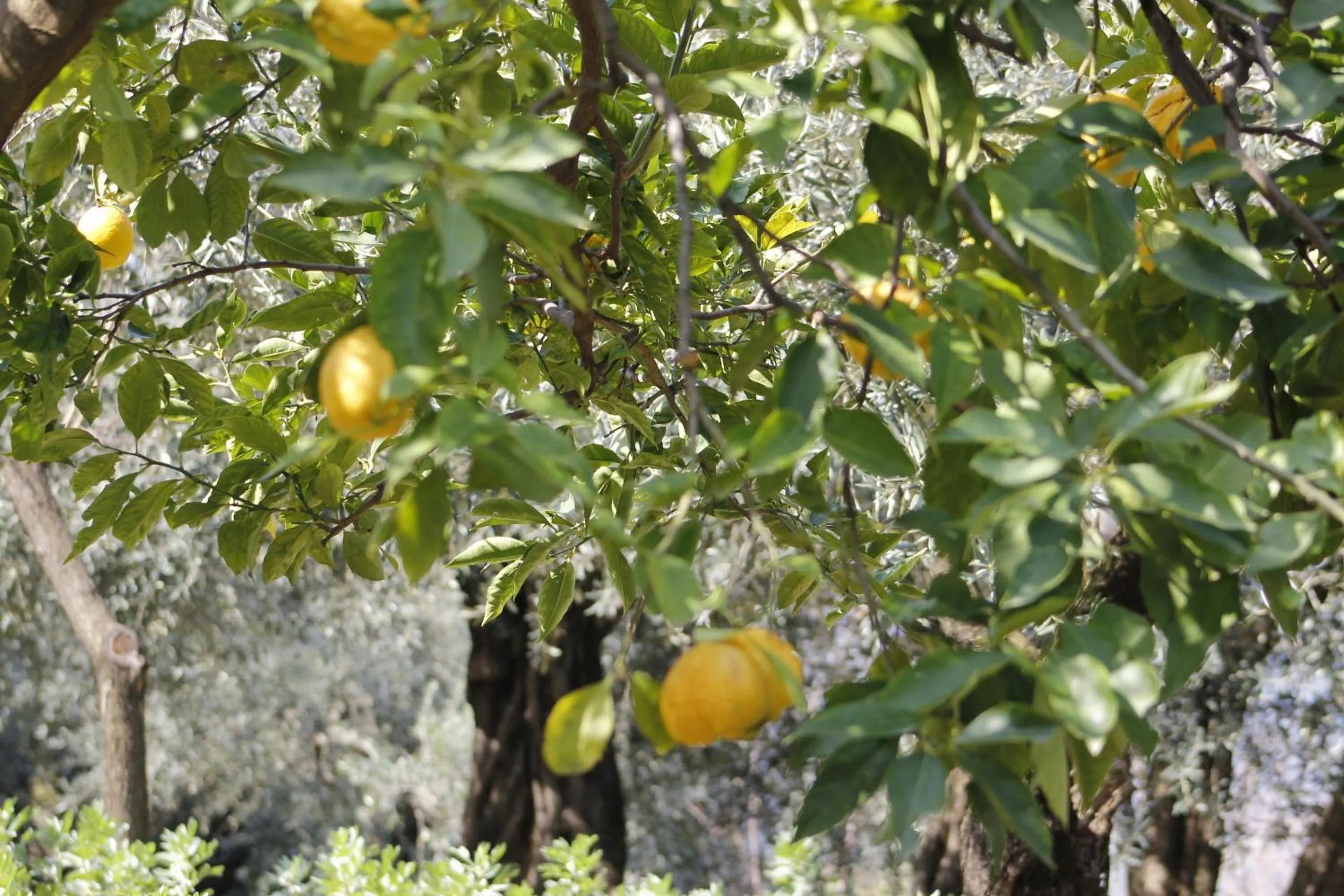 Food close-up in Ancelle Sorrento - Casa d'Accoglienza