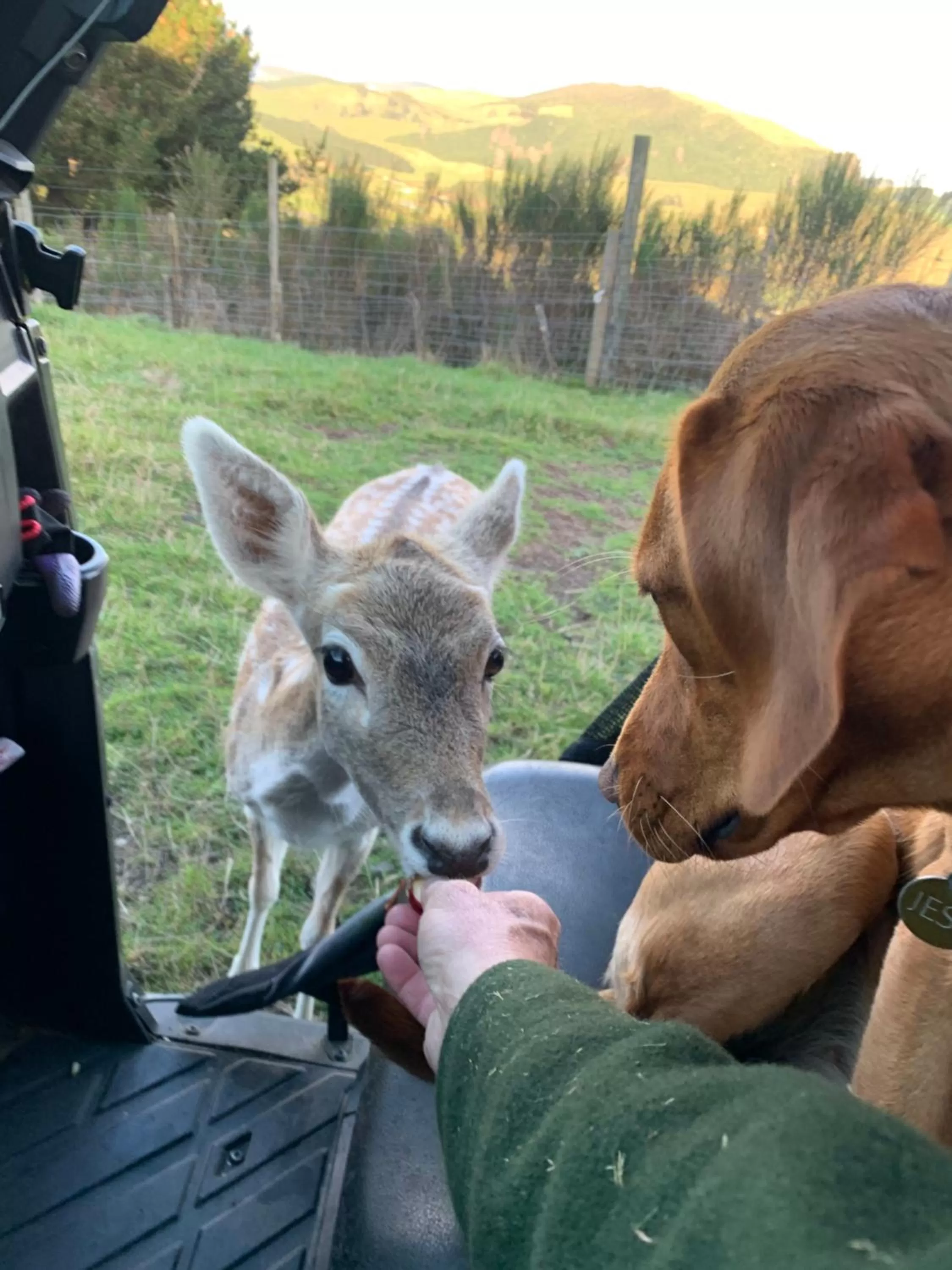 Pets in Hilltop Whakaipo Estate