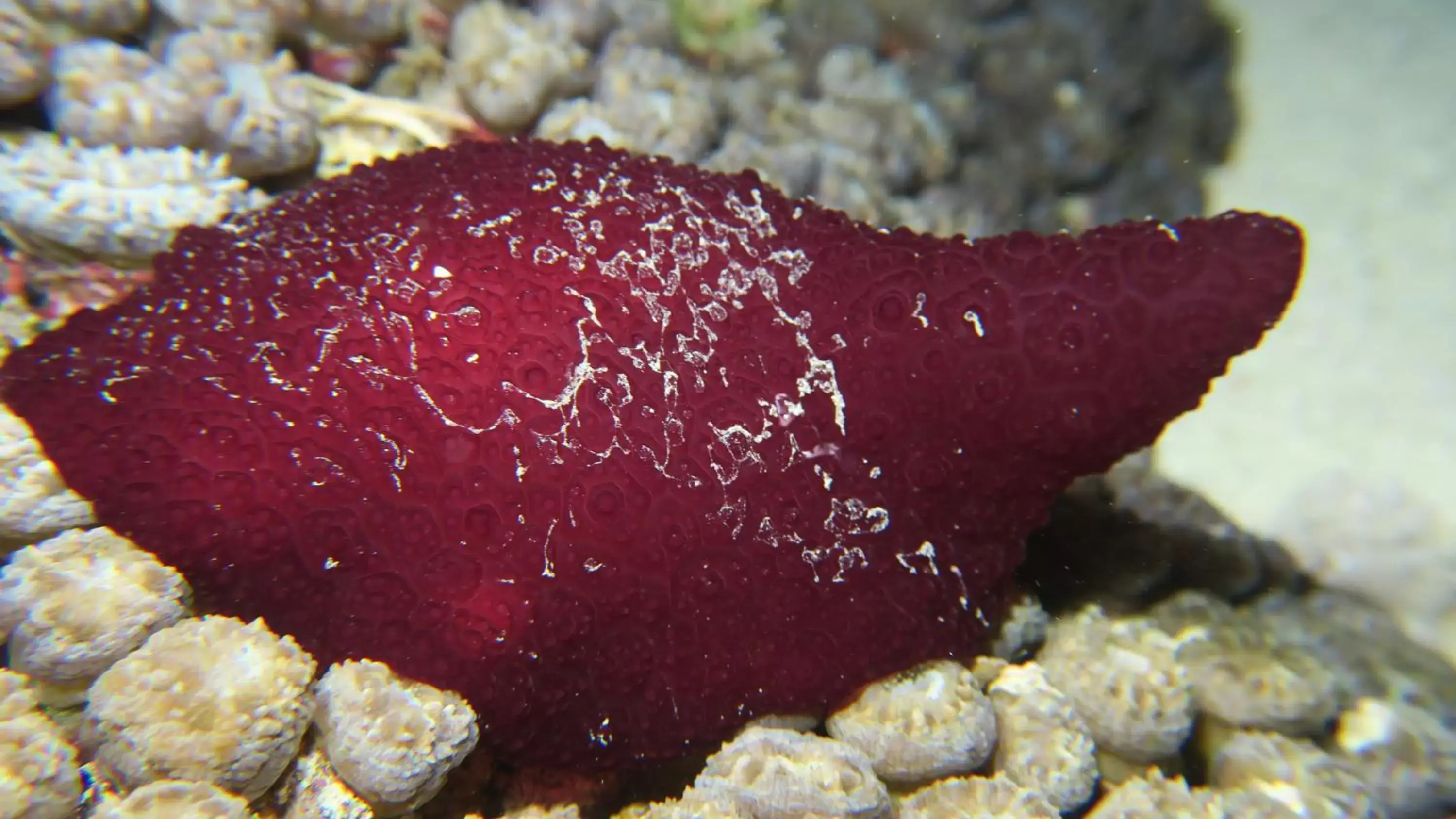 Snorkeling, Food in Coral Sun Beach