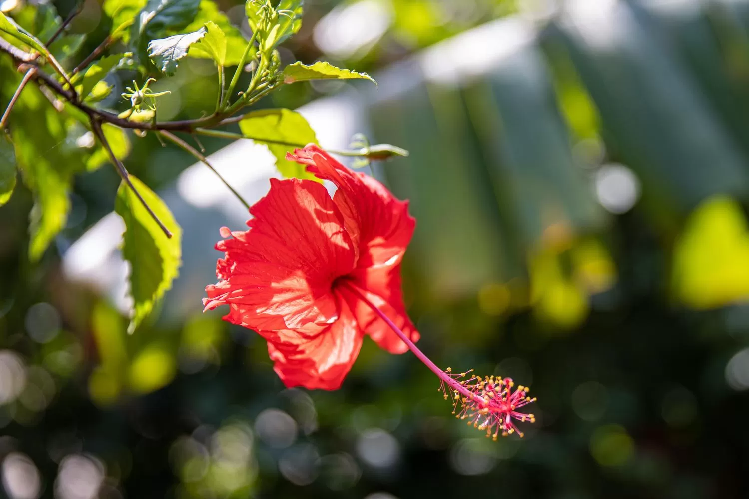 Garden in Kampot Cabana