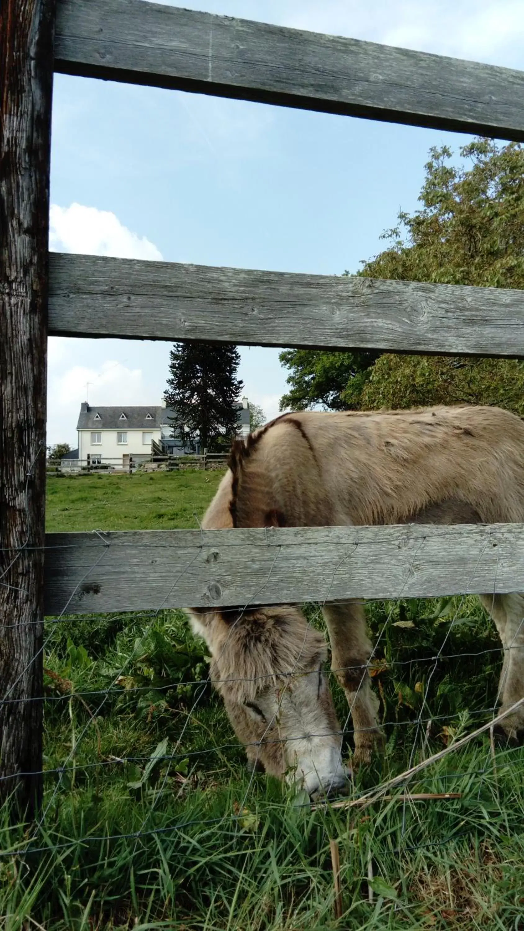 Other Animals in Un dimanche à la campagne