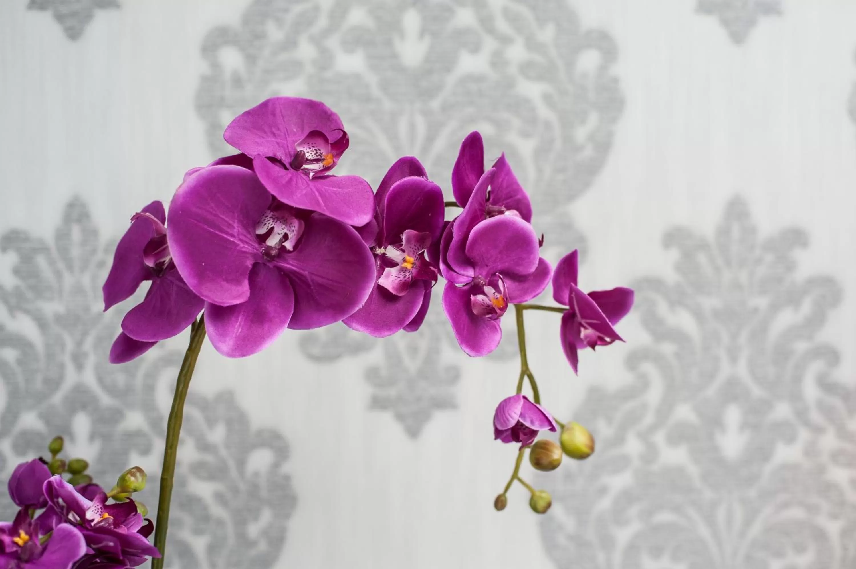 Lawendowy Zdrój Medycyna i SPA