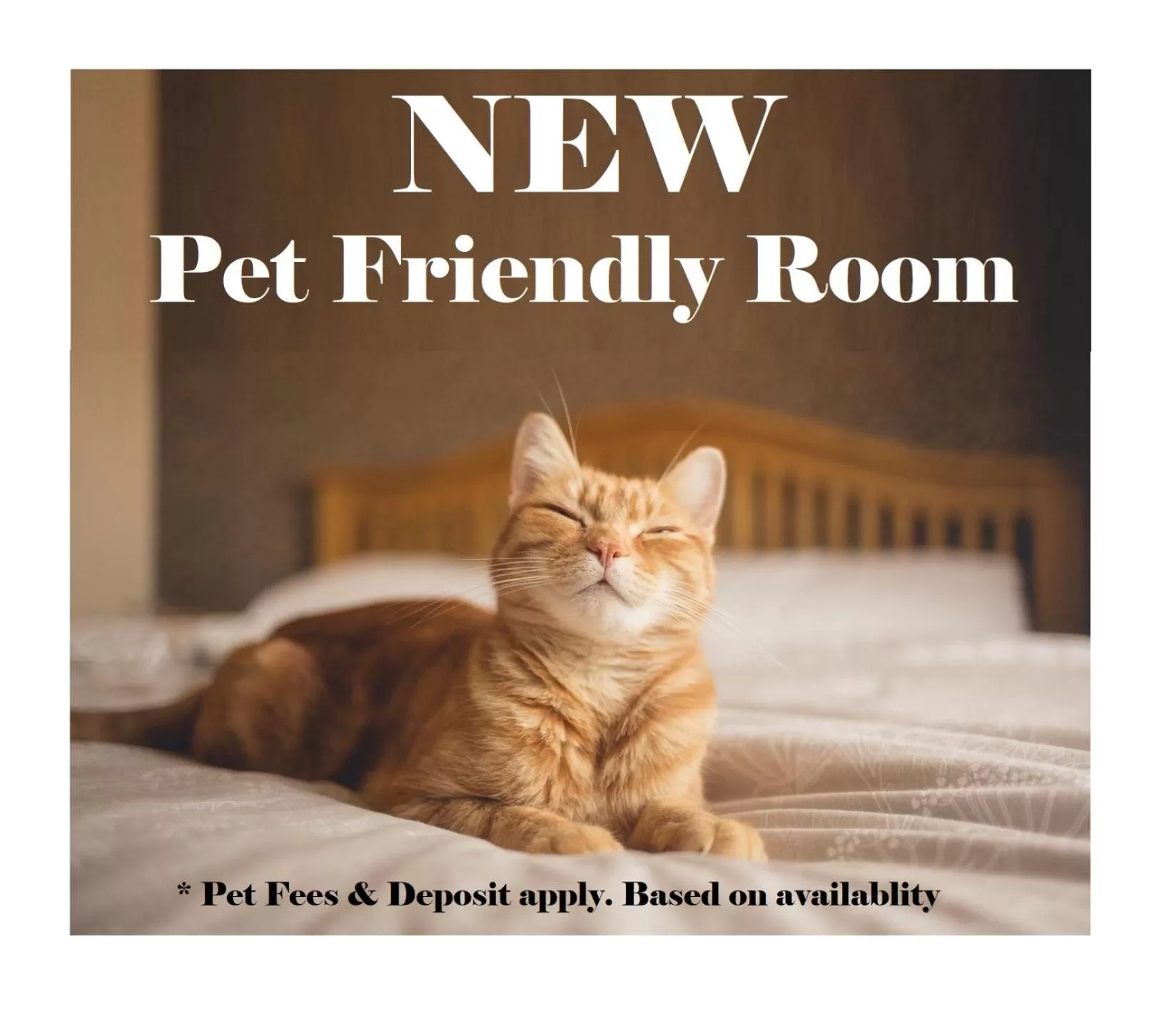 Pets in Stars Inn - Motel