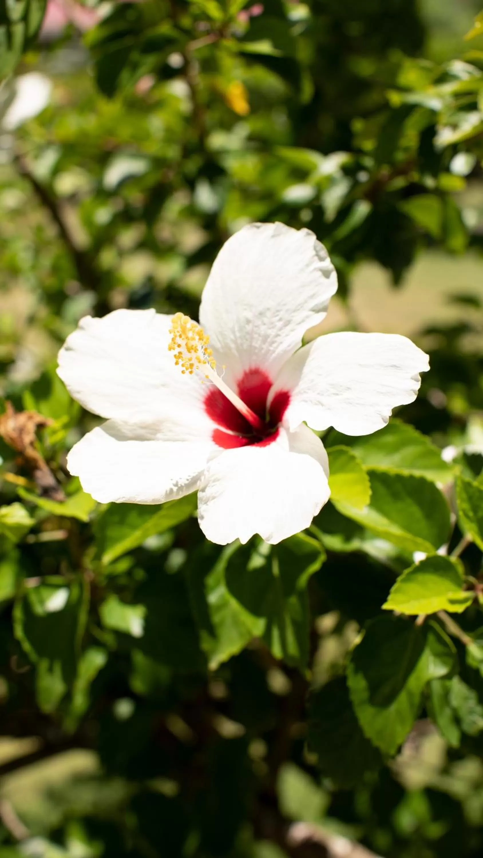 Garden in Hosteria Mar y Sol