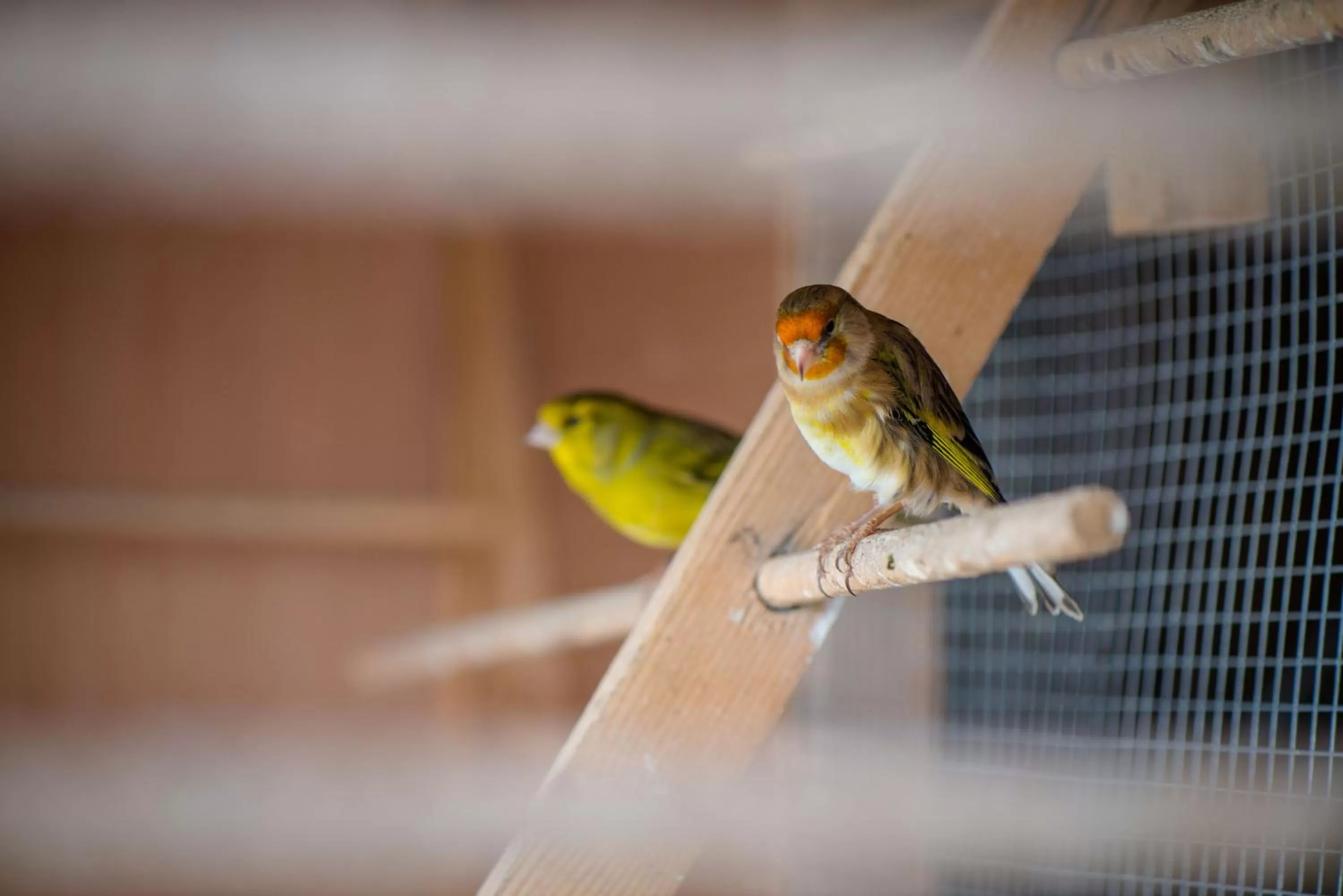 Pets in Gabriel House Guesthouse