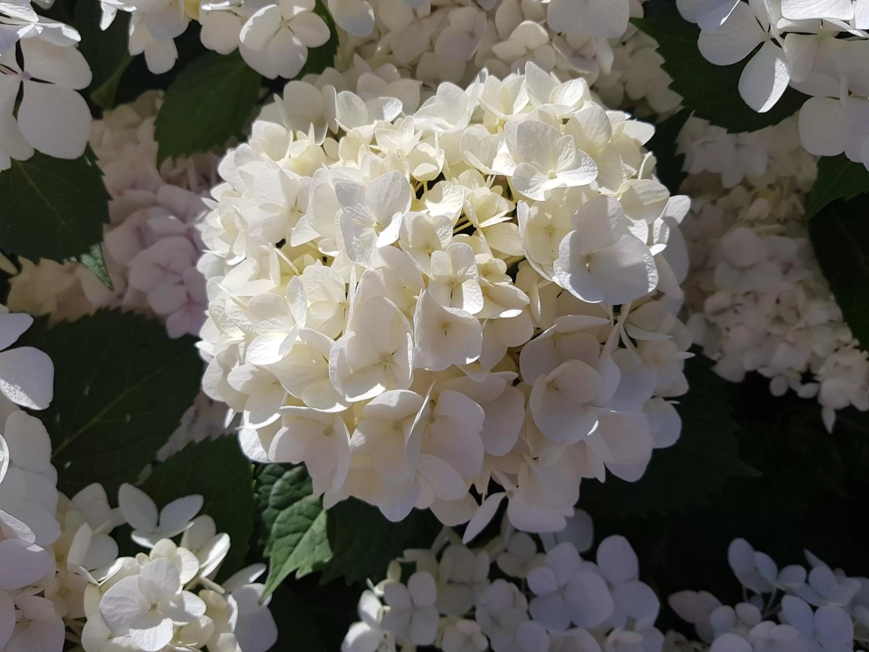 Garden in Liz on Lowry