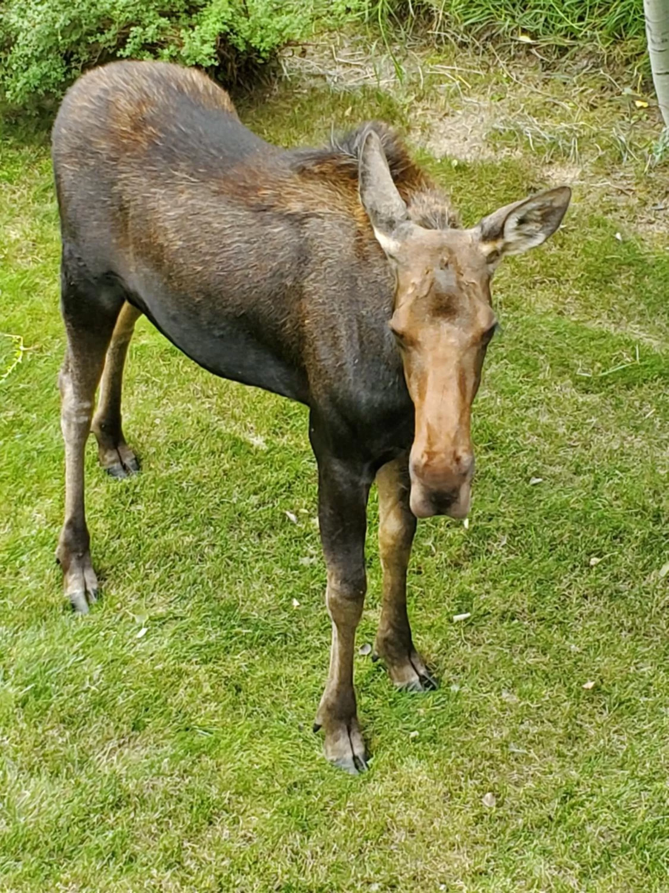 Other Animals in Chalet Val d'Isere