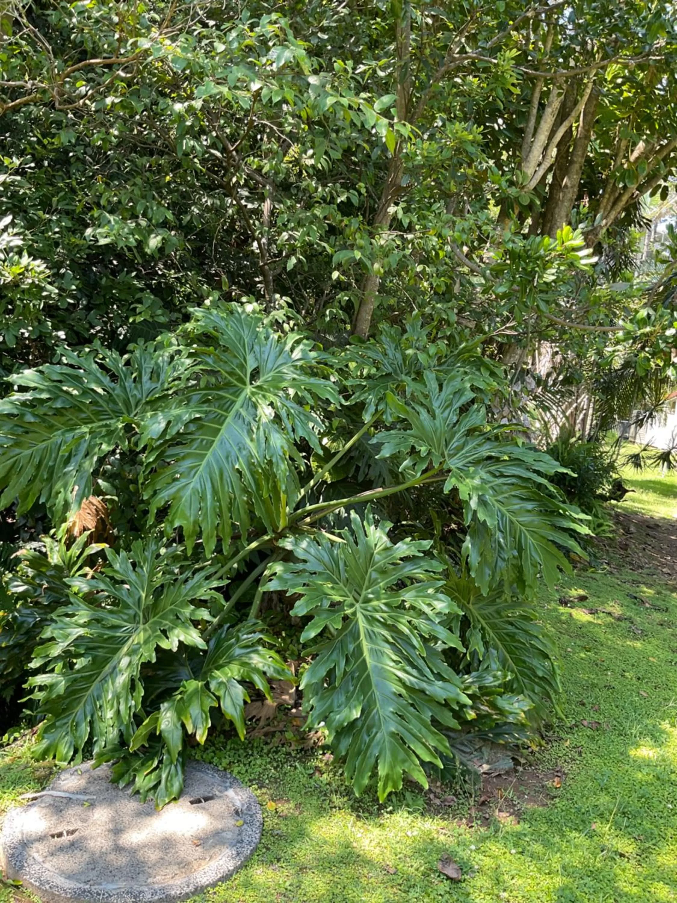 Garden in Private Suite Nautilus Beach Front Resort