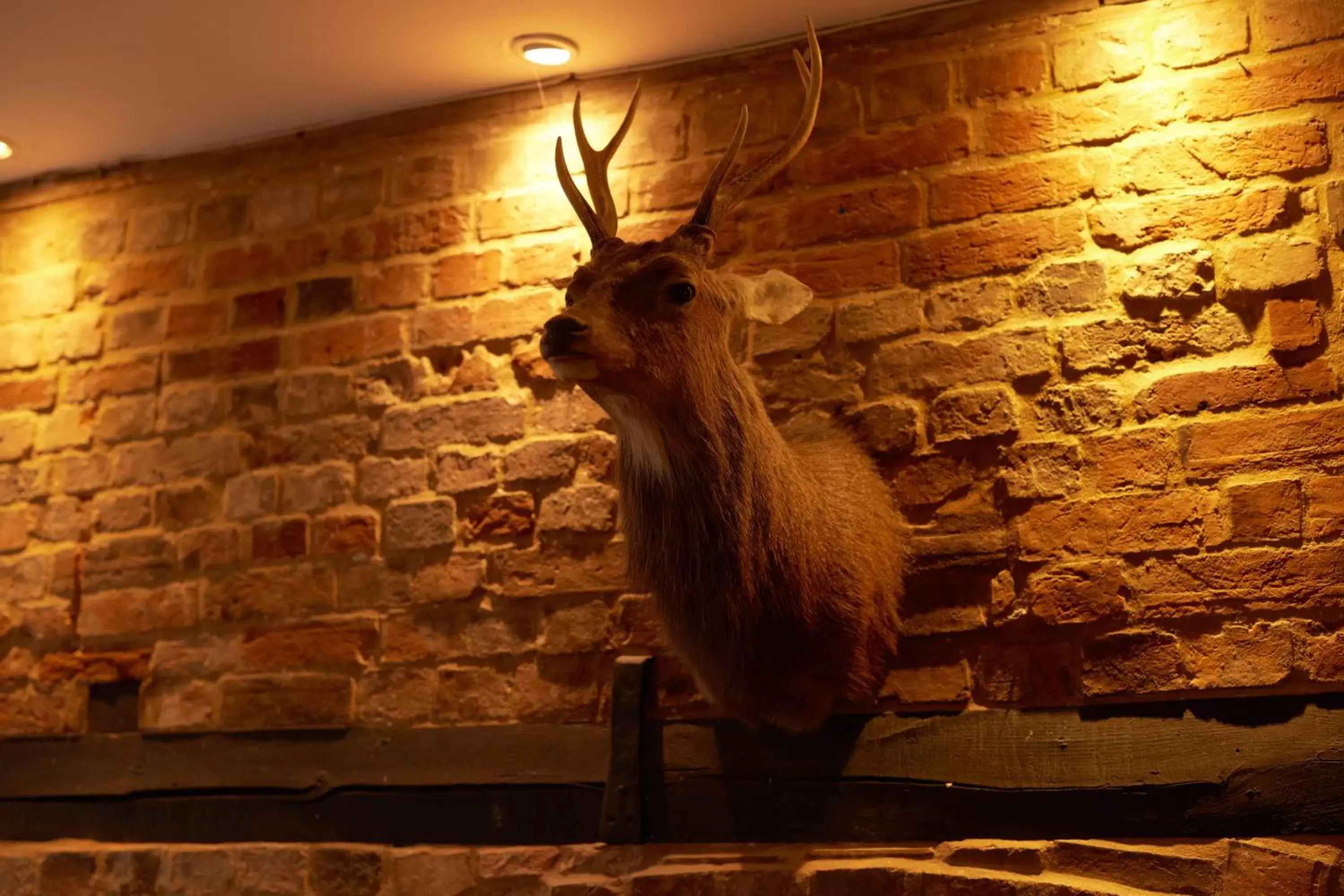 Other, Other Animals in The Grosvenor Arms