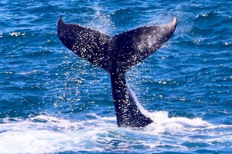 Natural landscape, Other Animals in Sea Whispers