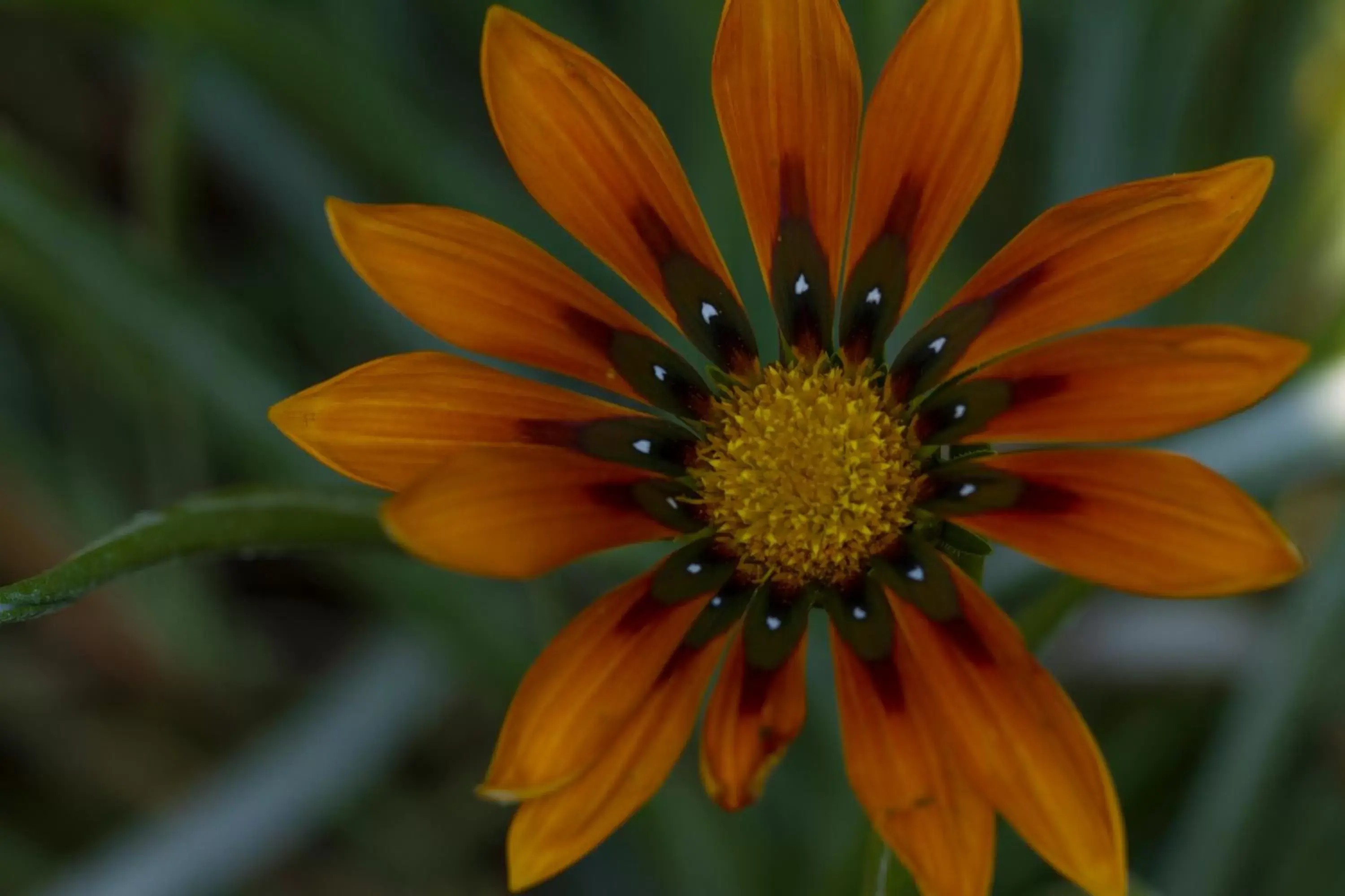 Standard Quadruple Room in B&B La Seta Rossa Standard Quadruple Room in B&B La Seta Rossa