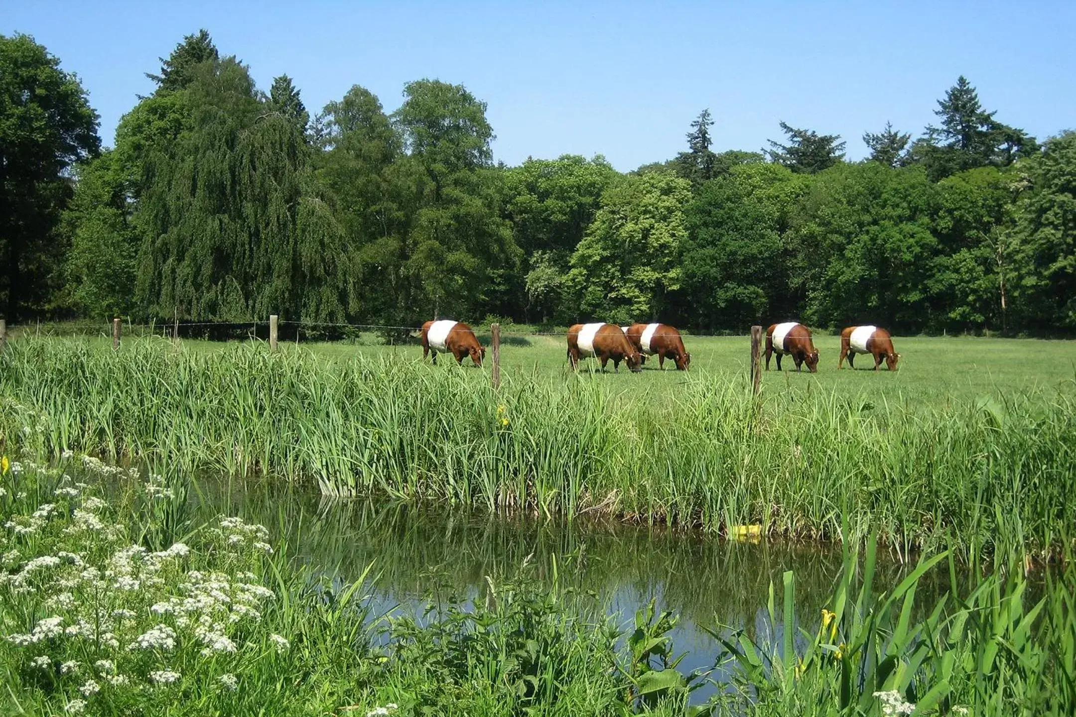 Natural landscape, Other Animals in Landgoedhotel Woodbrooke Barchem