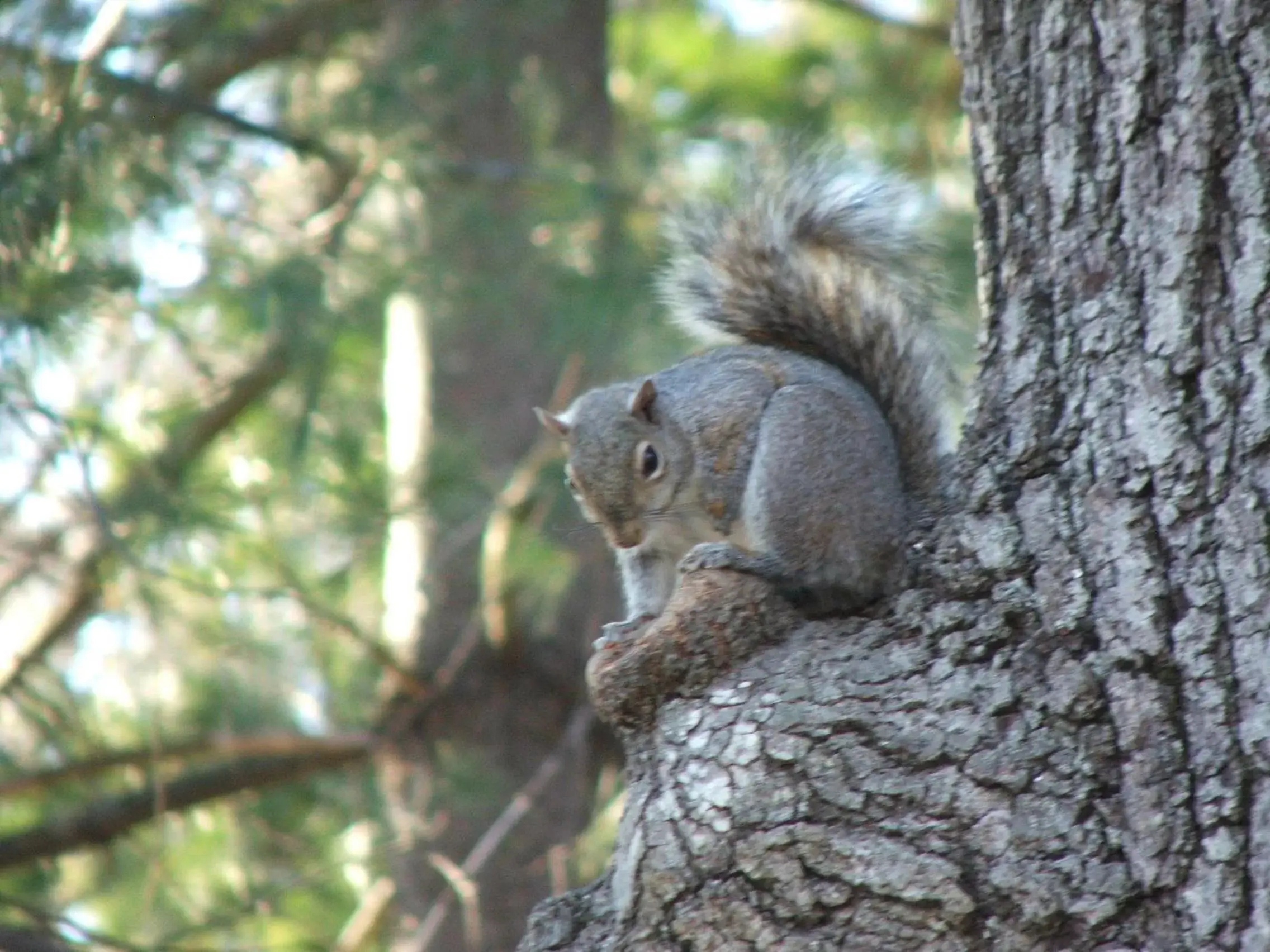 Other, Other Animals in Oakland Cottage Bed and Breakfast