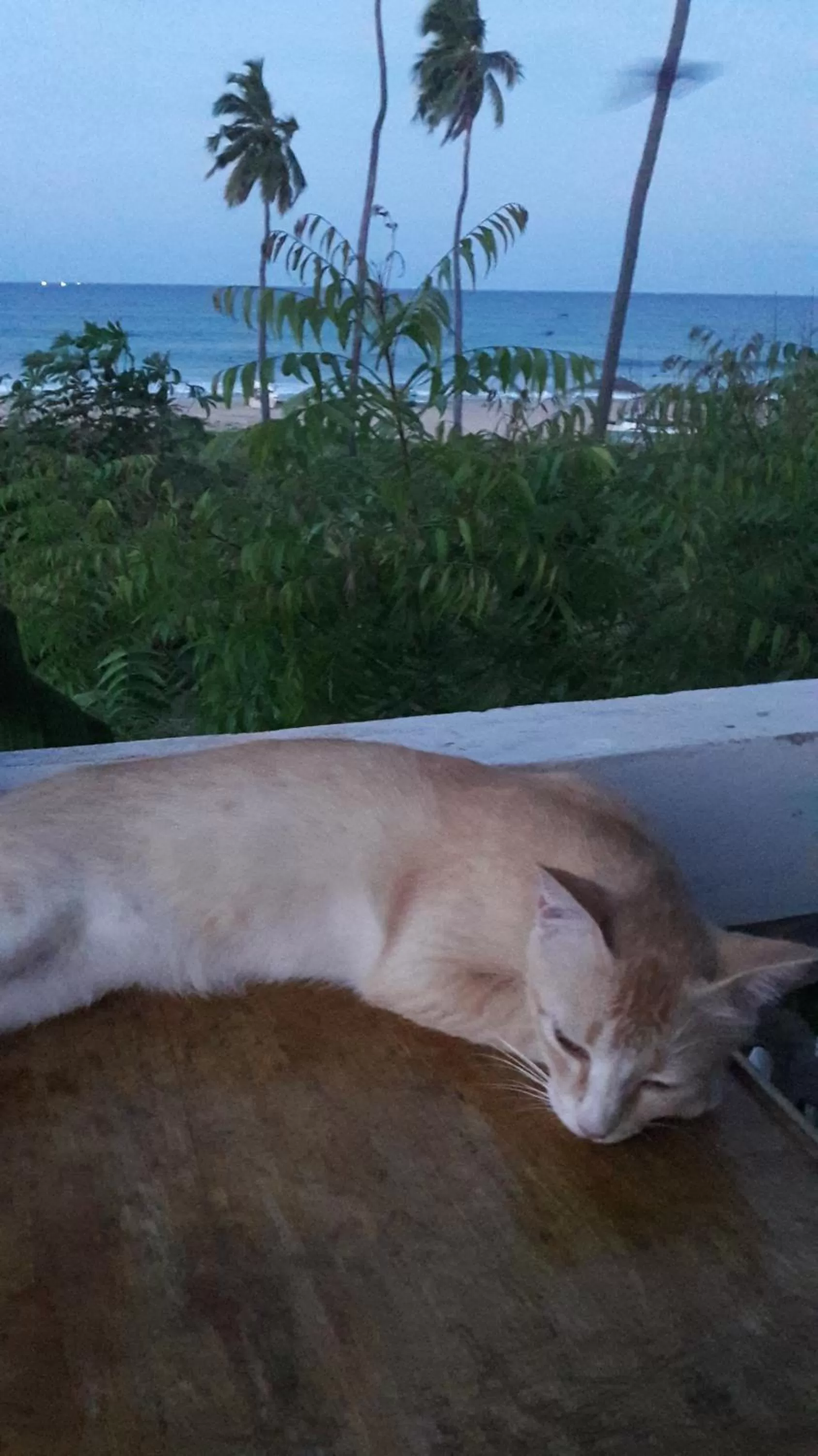 Pets, Other Animals in Blackstar Inn