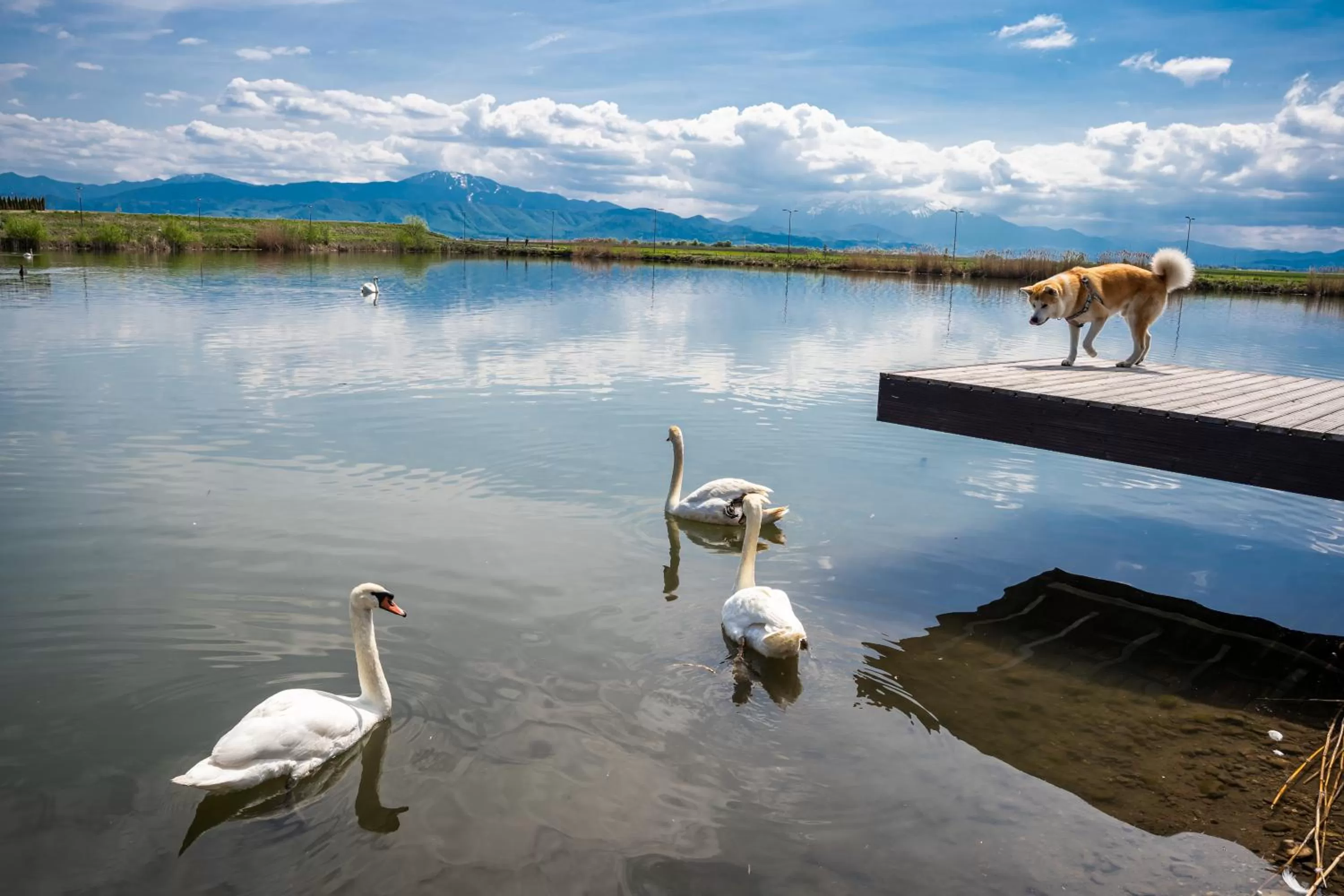 Pets in Serenity Resort