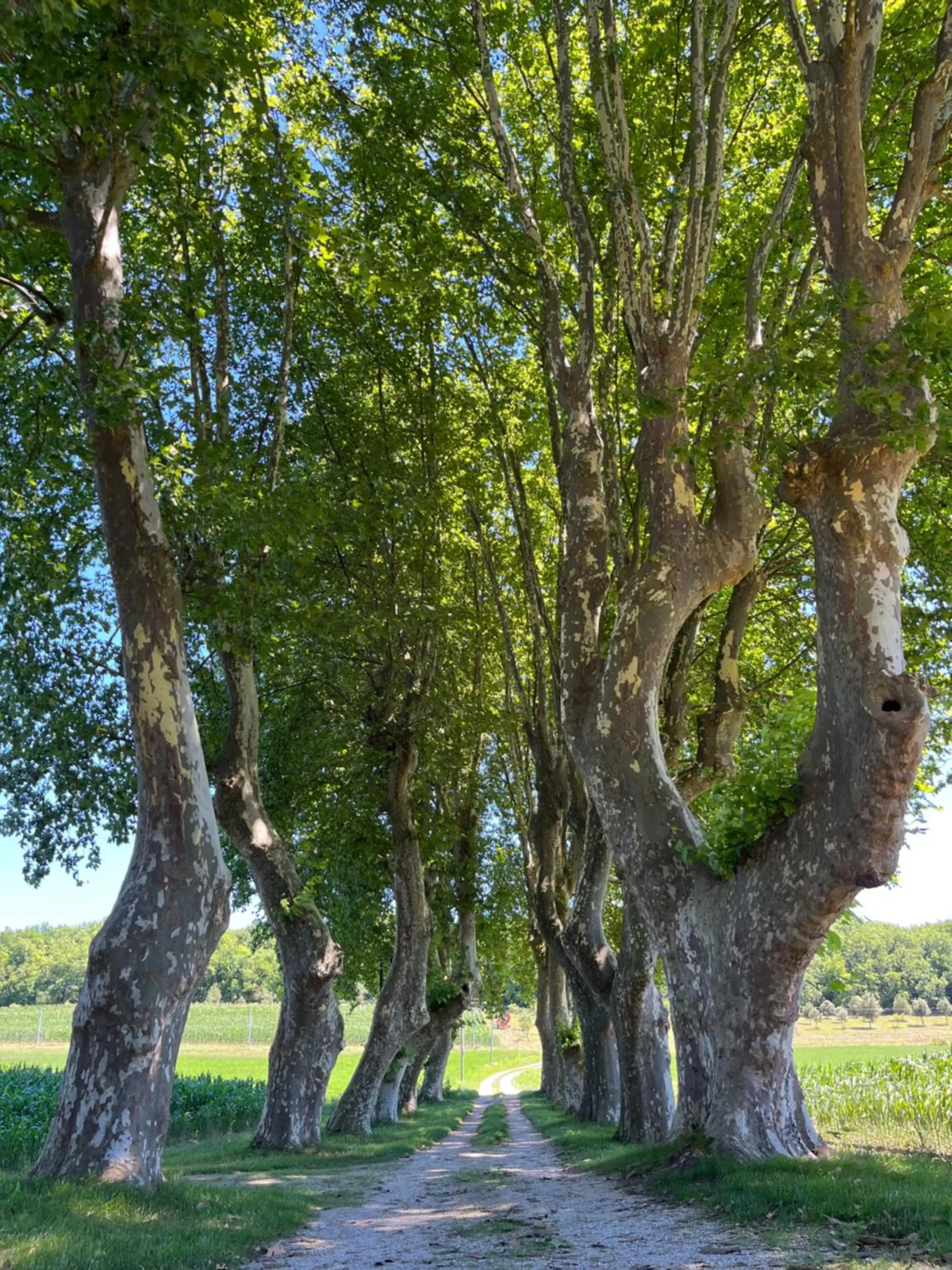 Garden in Le Clos Chalmon Chambre d'hôte