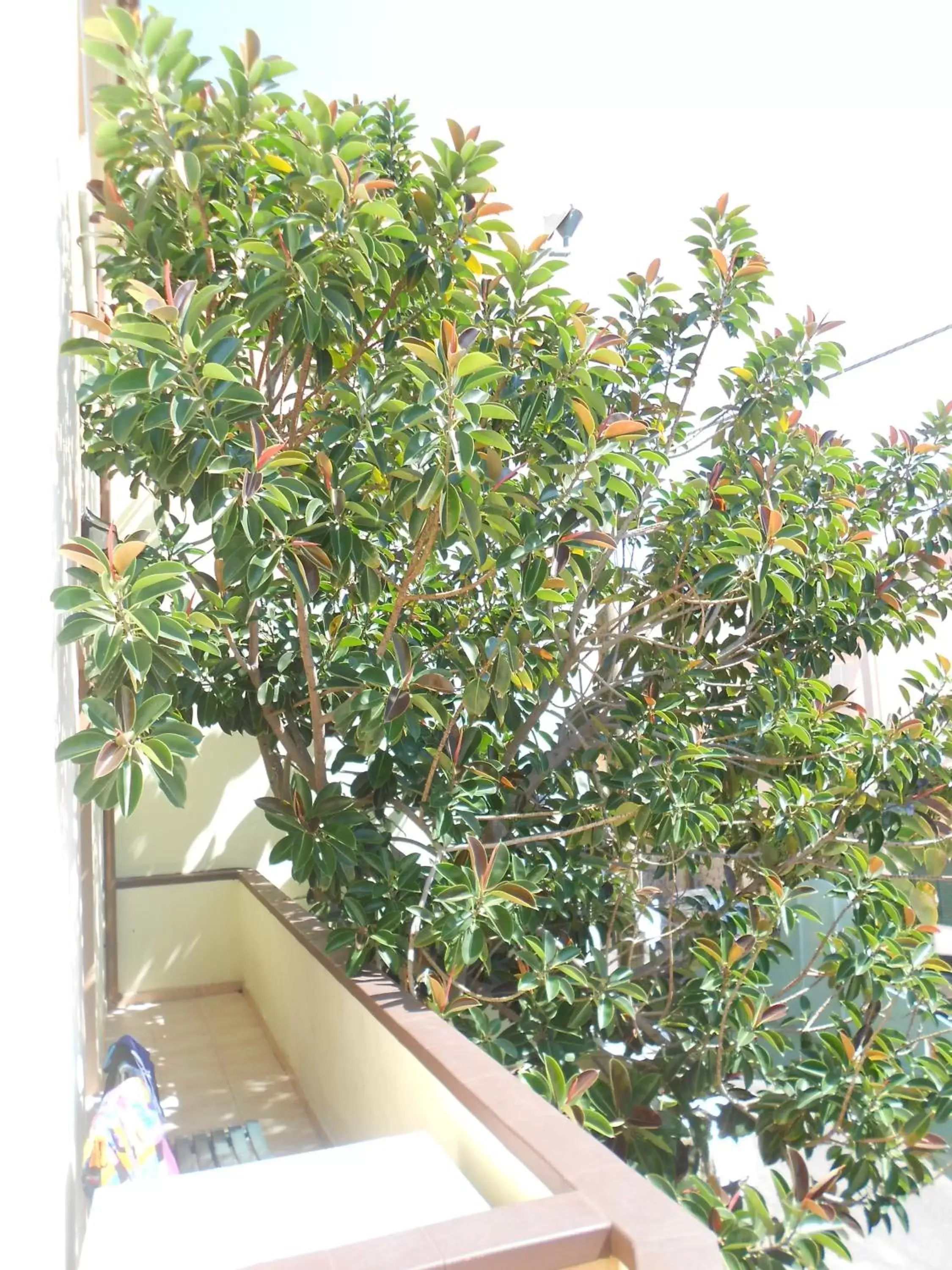 Balcony/Terrace in Hotel Tabby