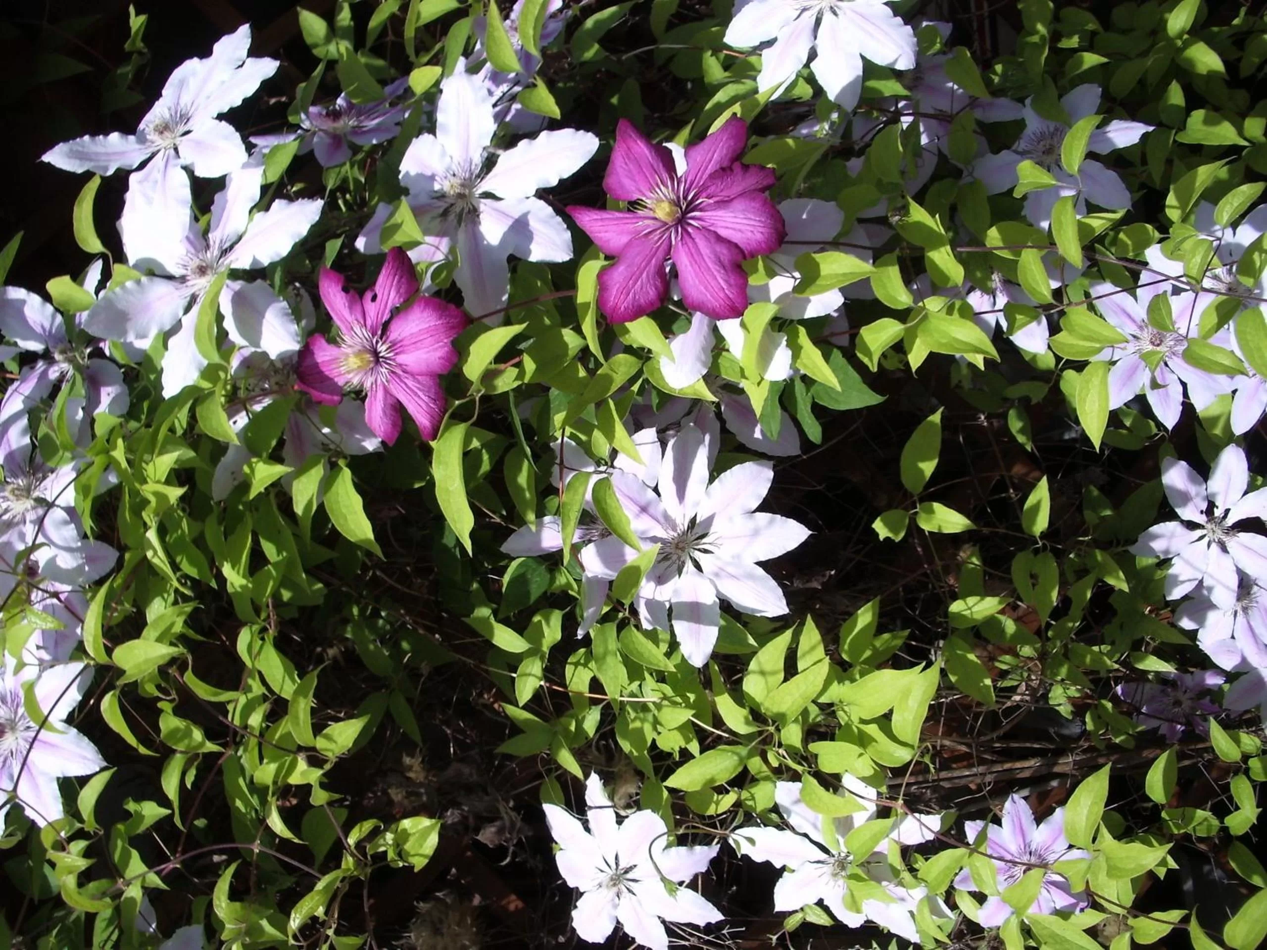 Balcony/Terrace in Les Glycines