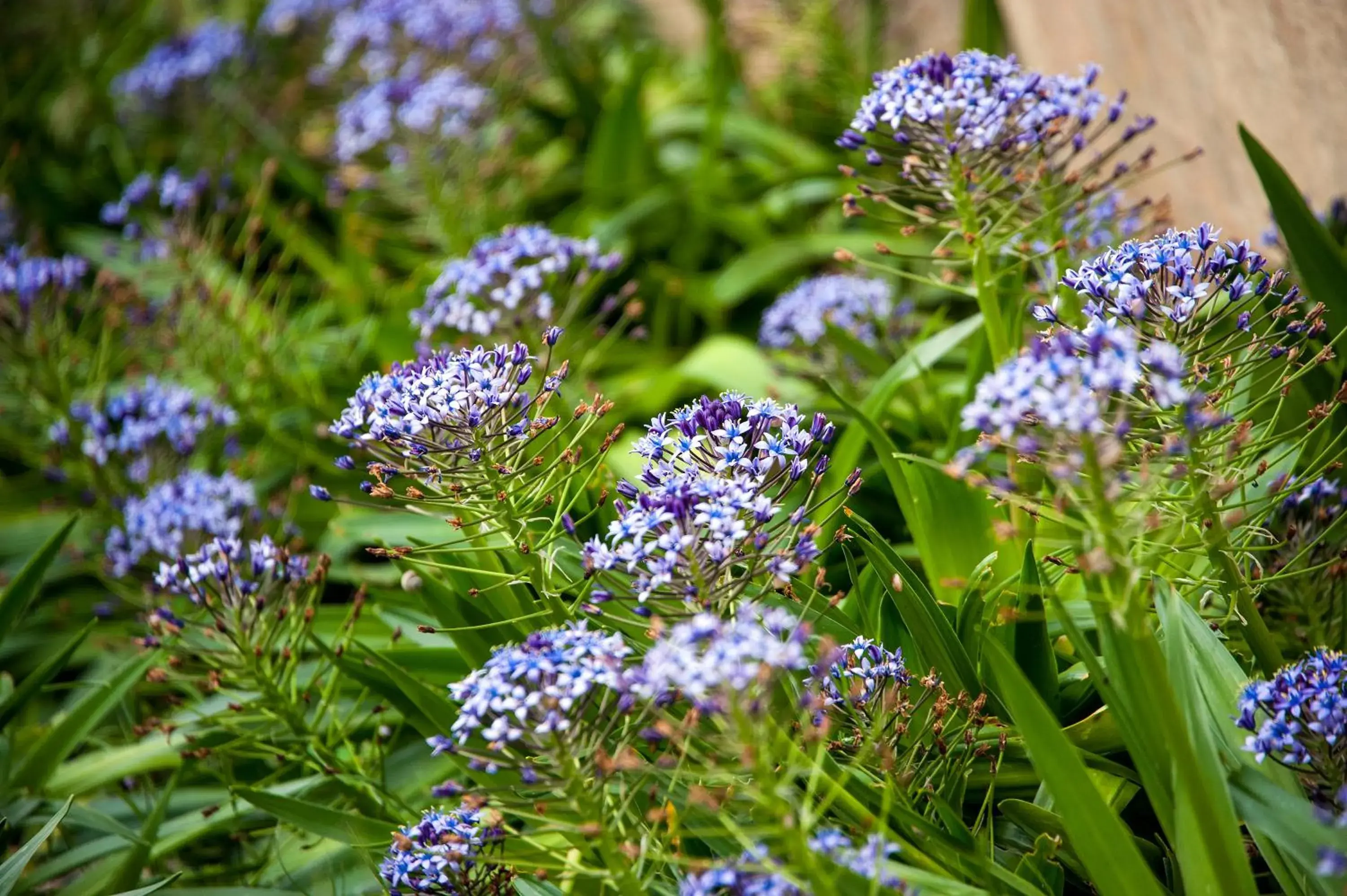 Garden in Hotel Terminal - Caroli Hotels