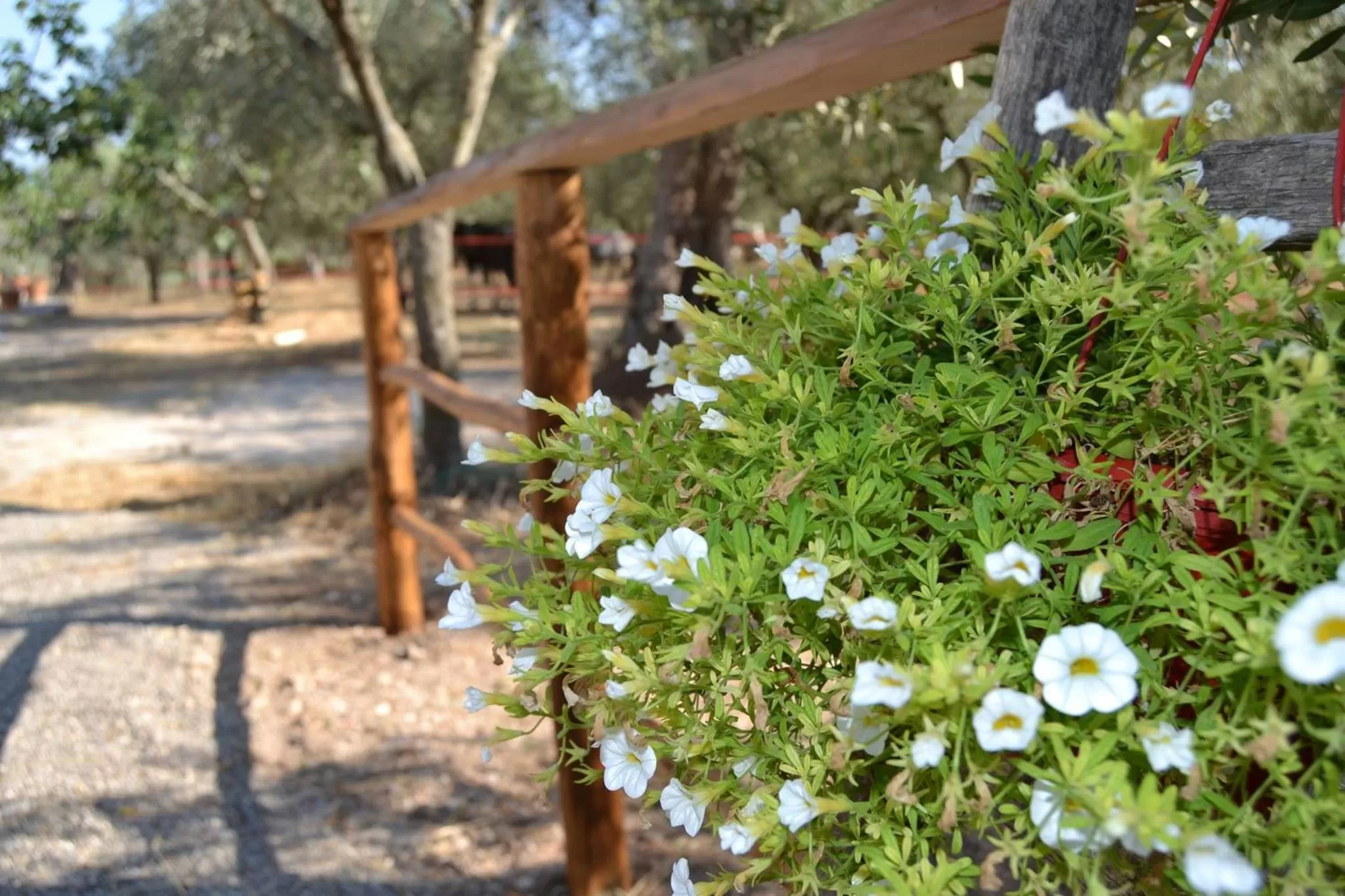 Garden view in B&B Rifugio tra gli Ulivi