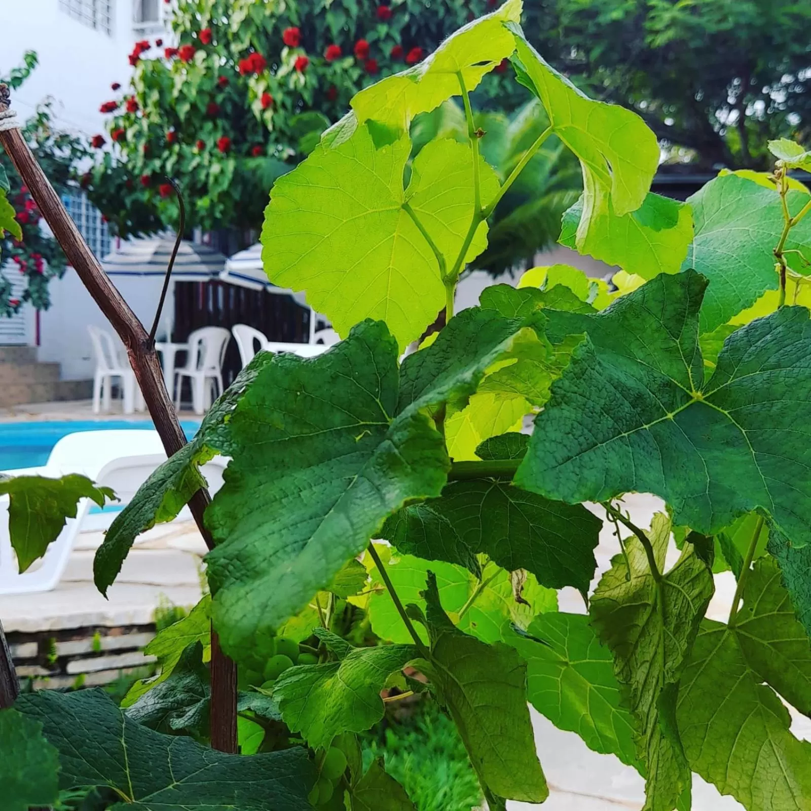 Pousada Aquarela Pirenopolis