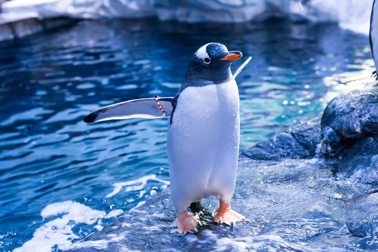 Entertainment in The Whittington and Cat