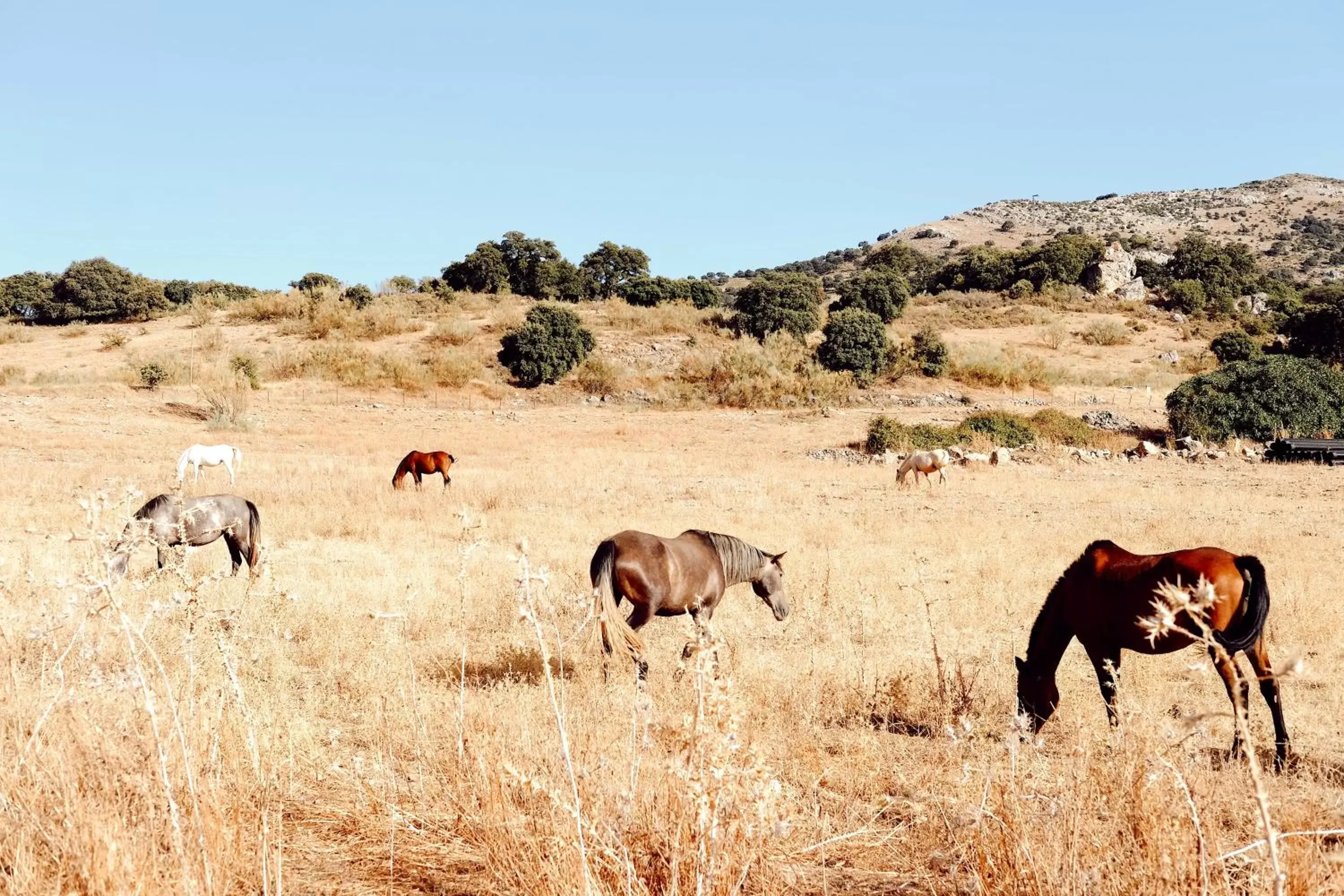 Garden, Other Animals in Los Pilares de Ronda Boutique & Hotel