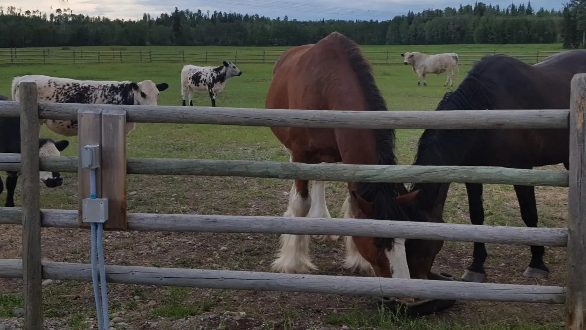 Horse-riding, Other Animals in Woodhouse Cottages And Ranch