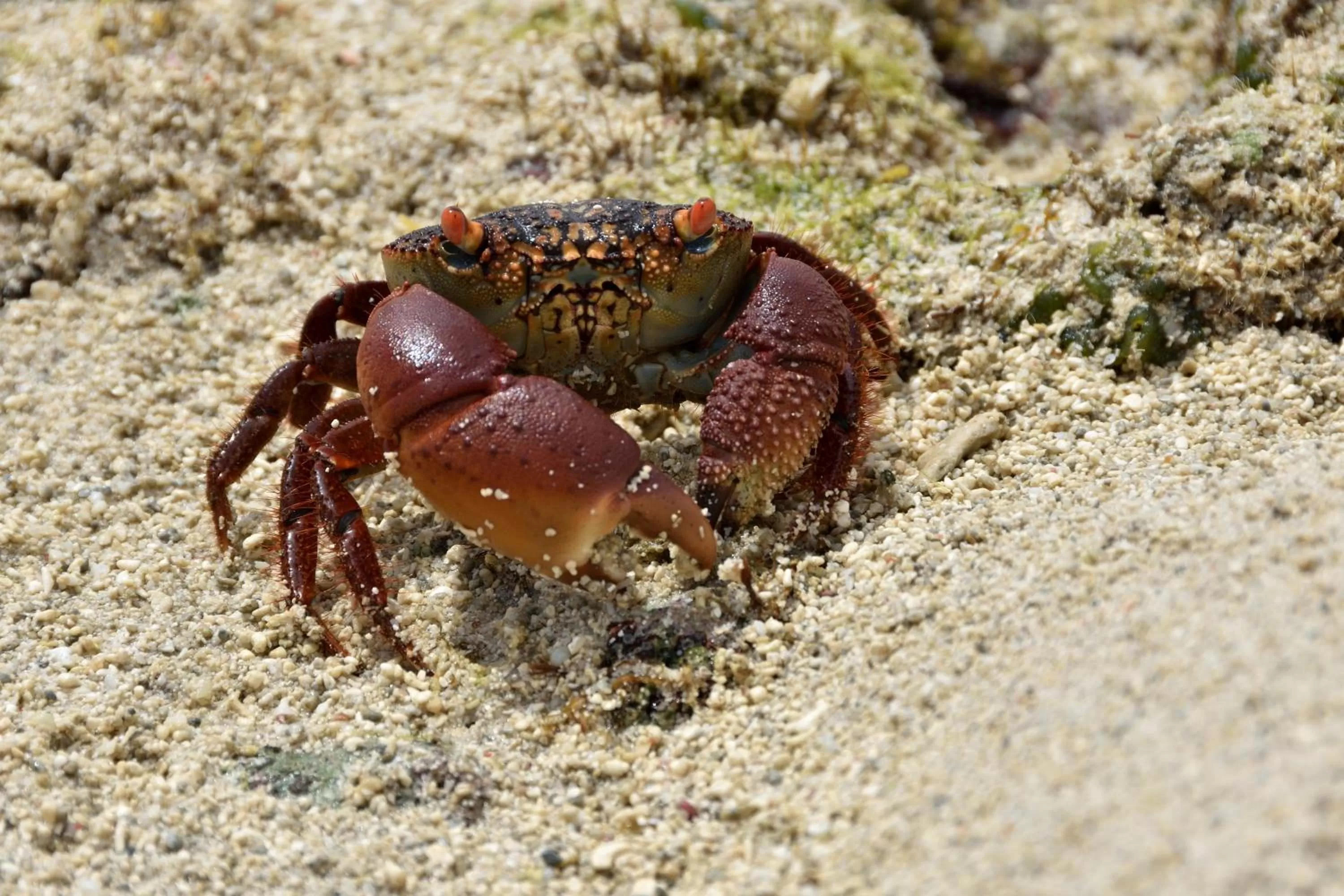Beach in Bahari Pori Resort