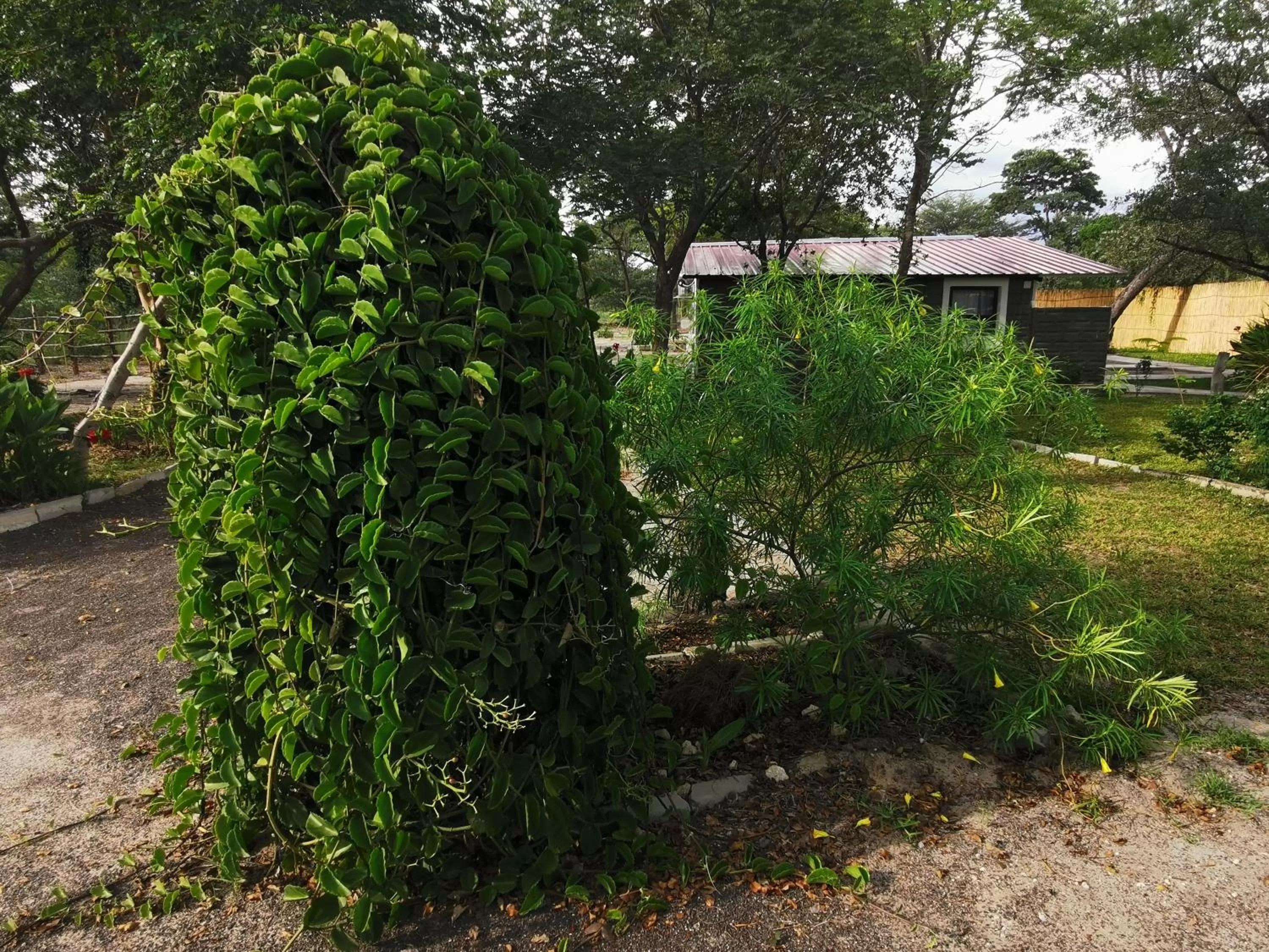 Garden in Happy Forest B&B