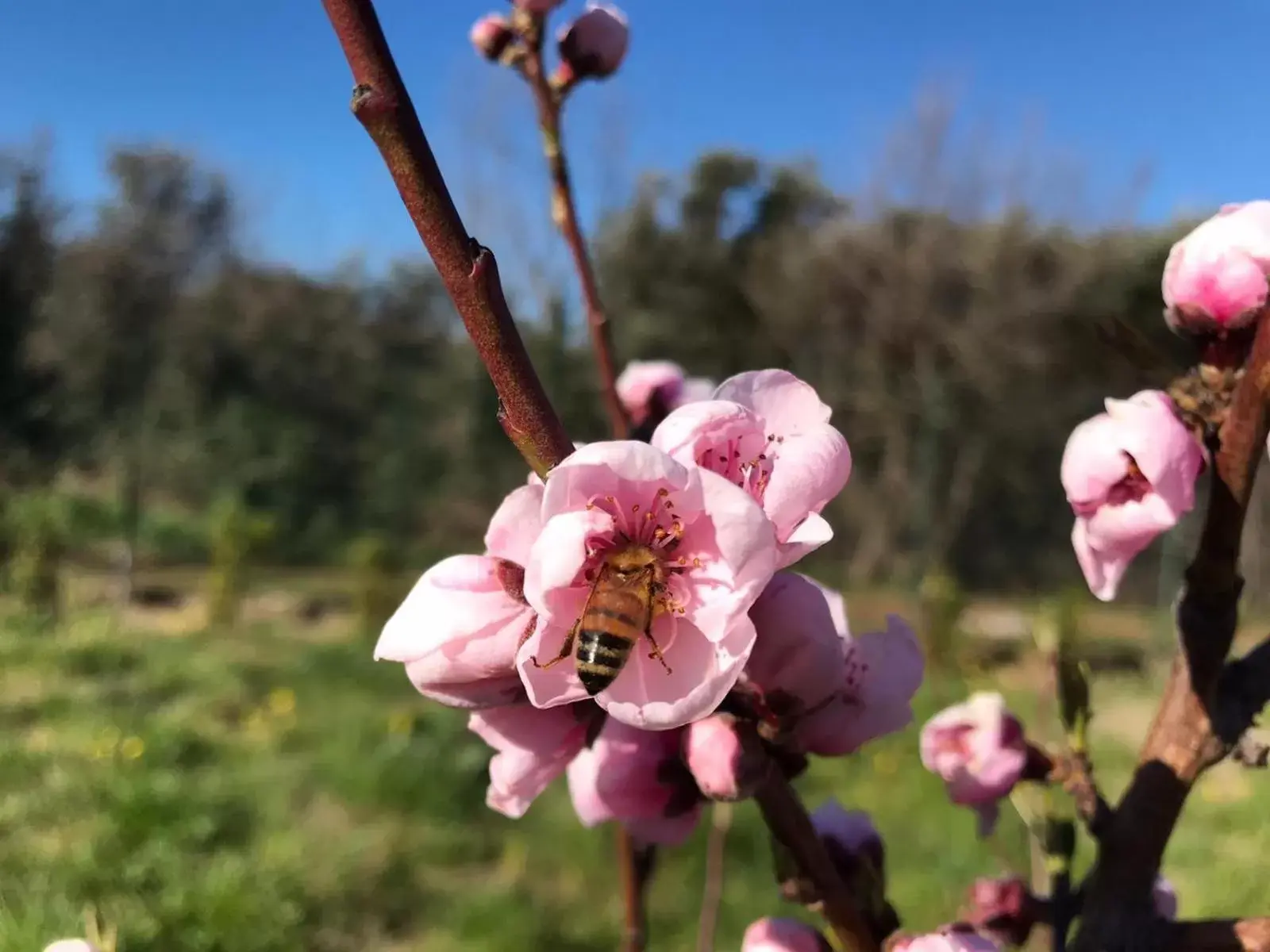 Spring in B&B Bee