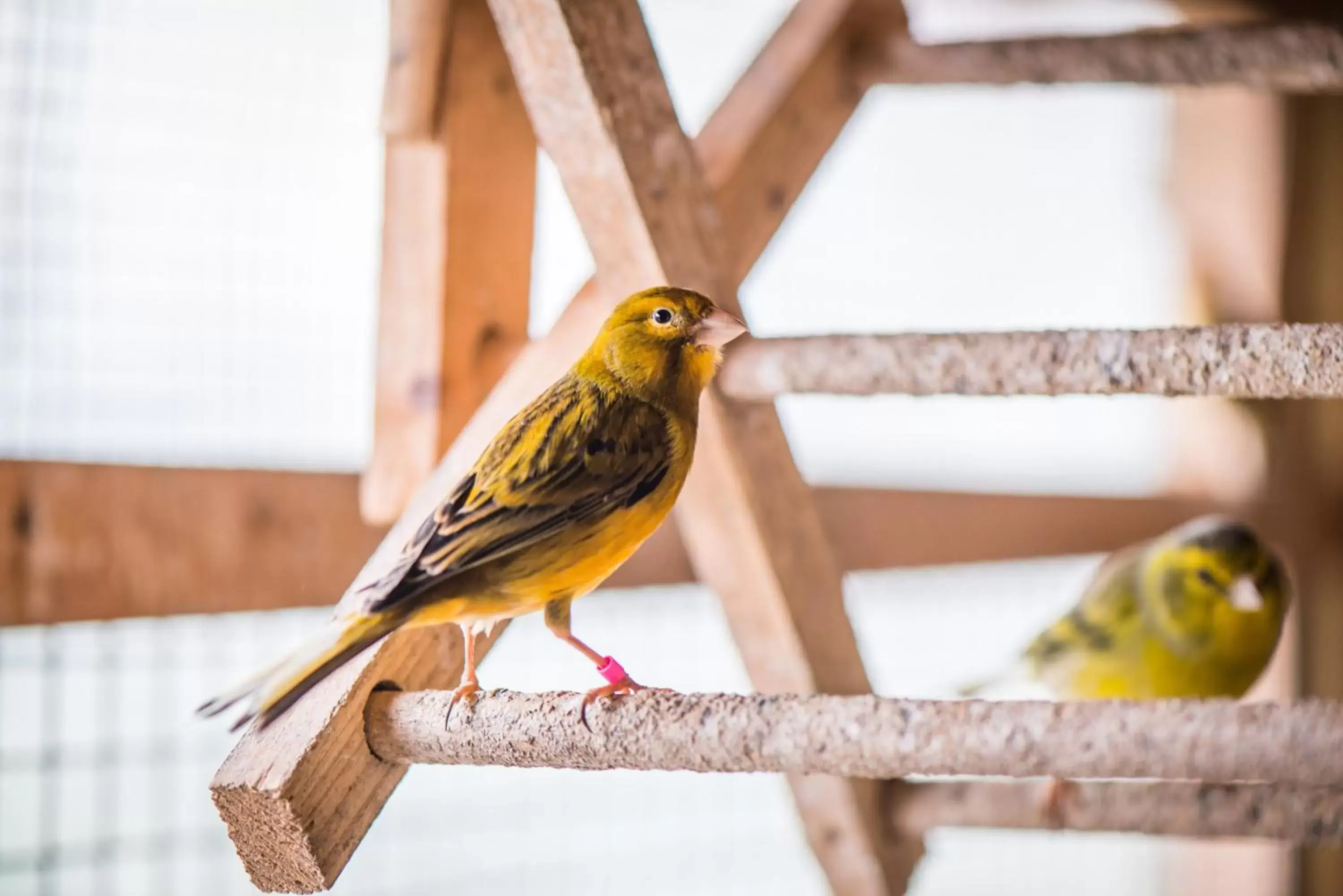 Pets, Other Animals in Gabriel House Guesthouse